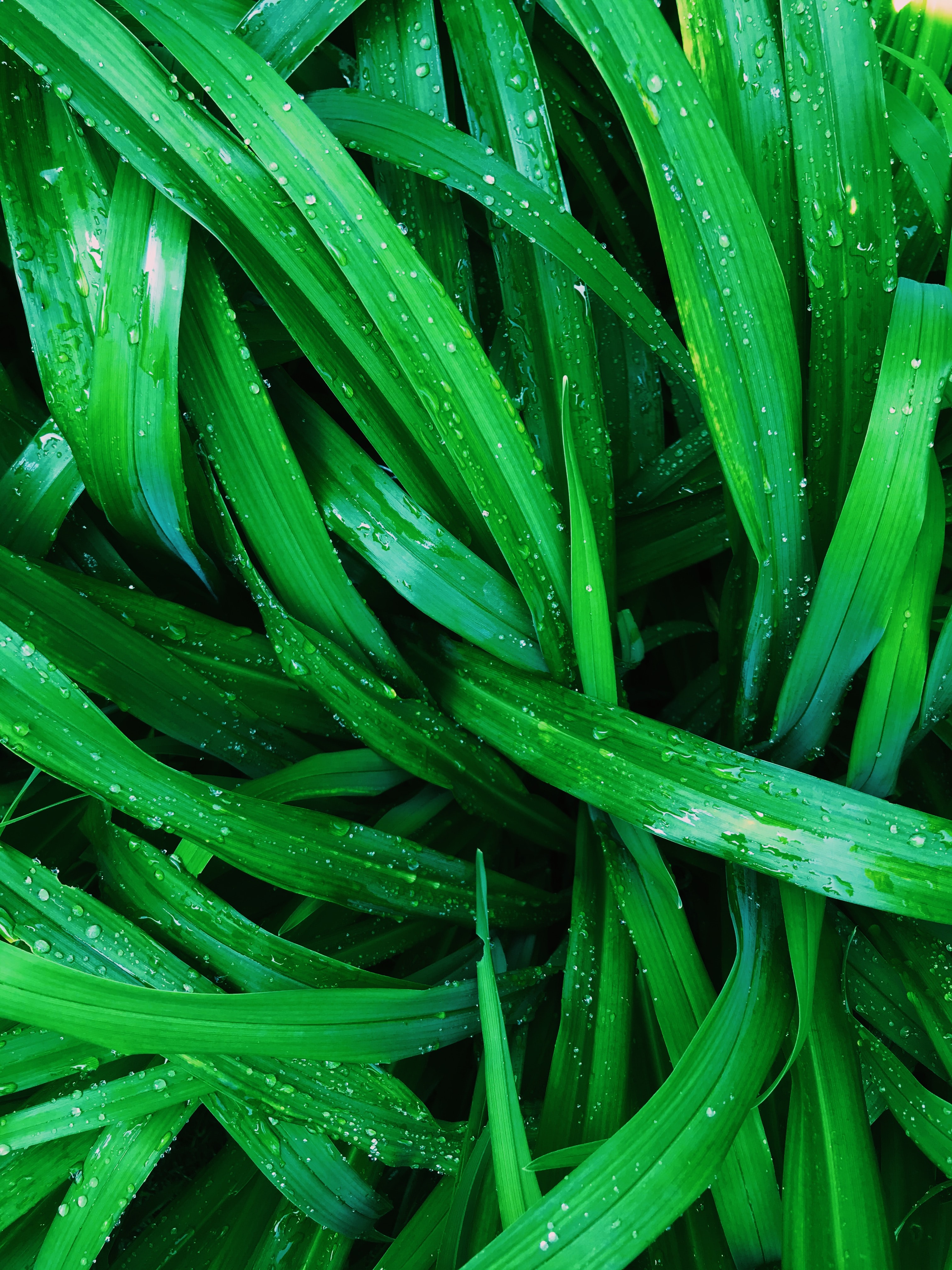 plants, nature, water, leaves, drops phone wallpaper