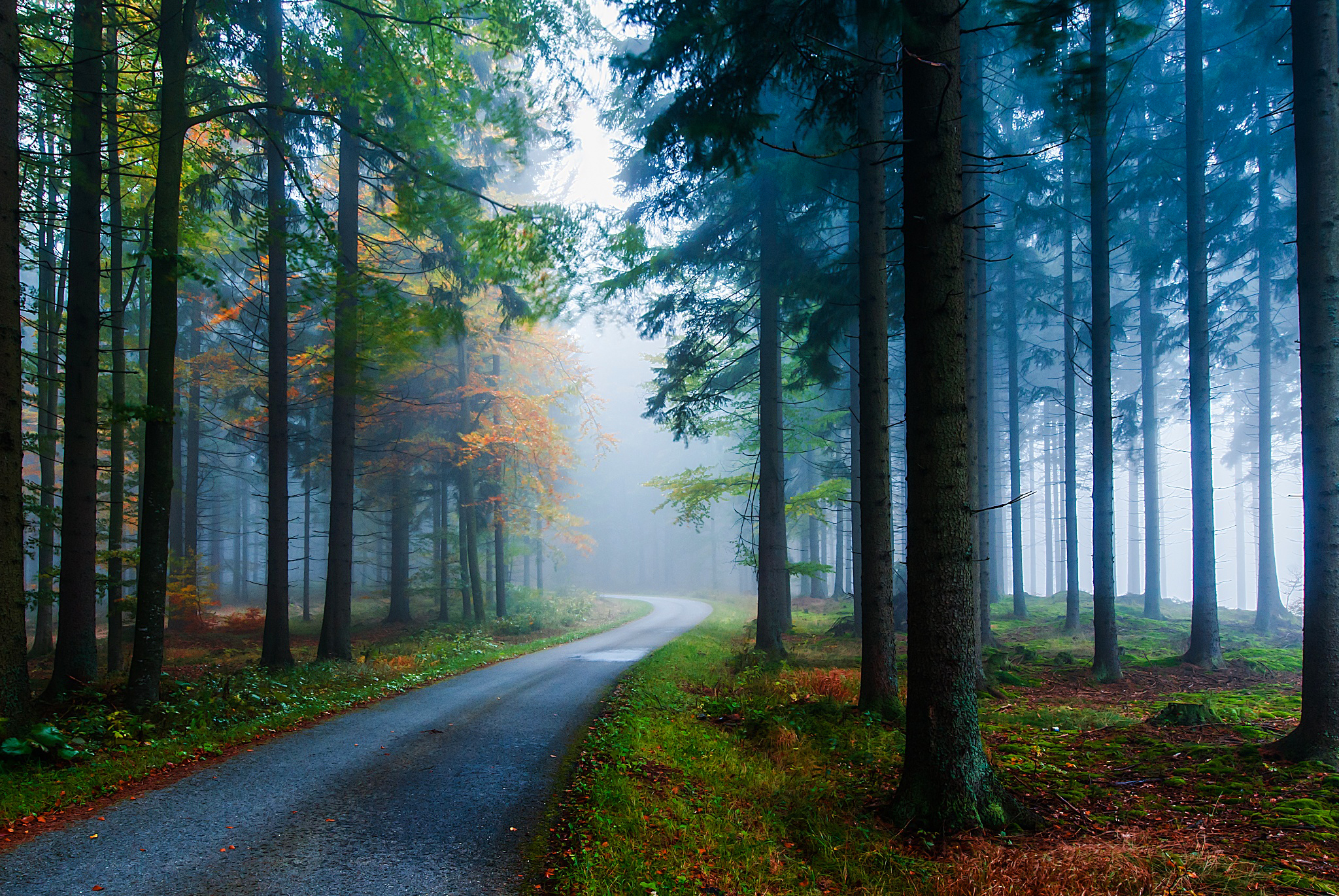 Fog nature, fall, road, tree 1366x768 Wallpapers