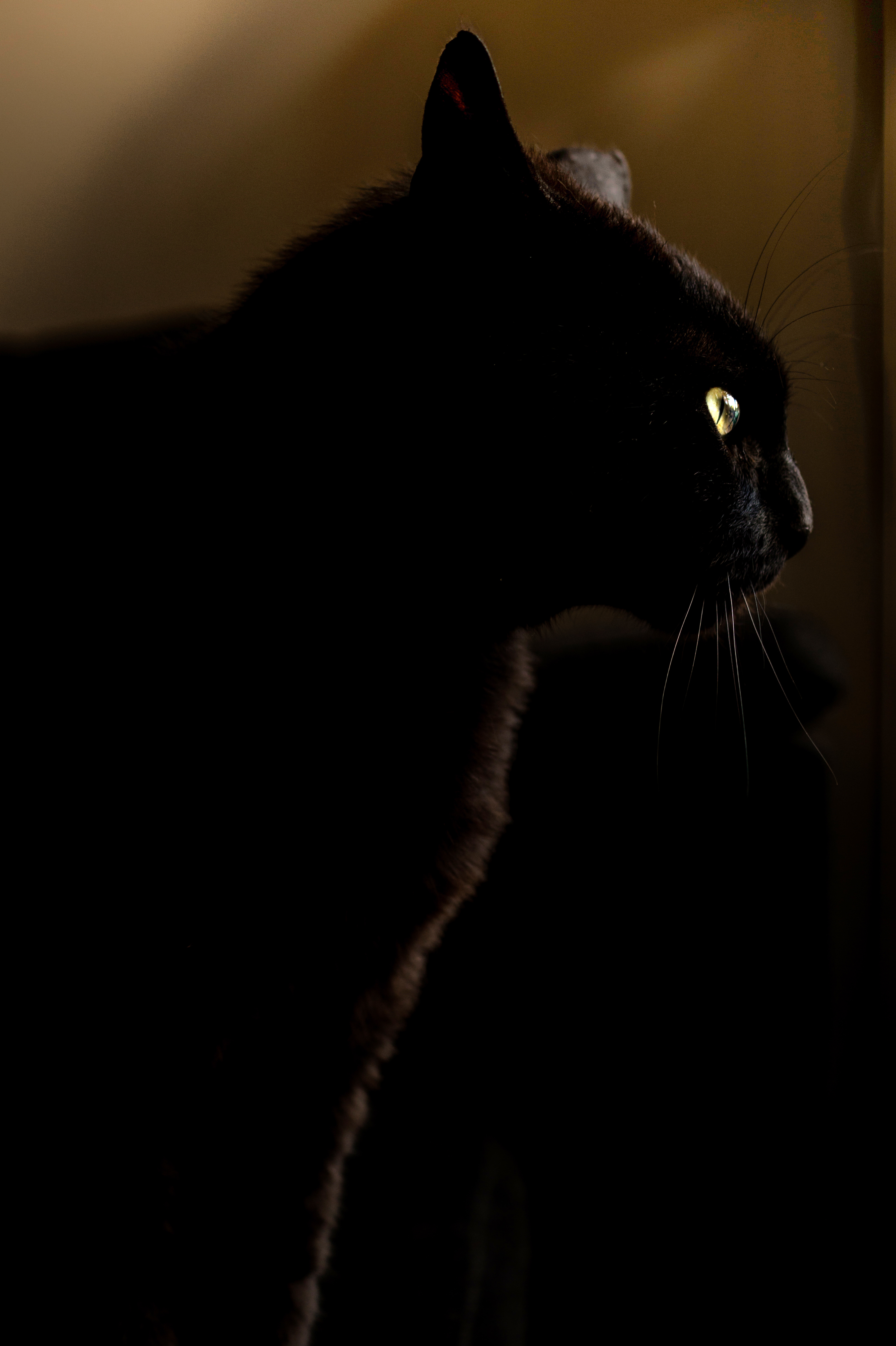 126260 завантажити шпалери кішка, темні, тварина, заява, погляд, темний, кіт, чорний - заставки і картинки безкоштовно