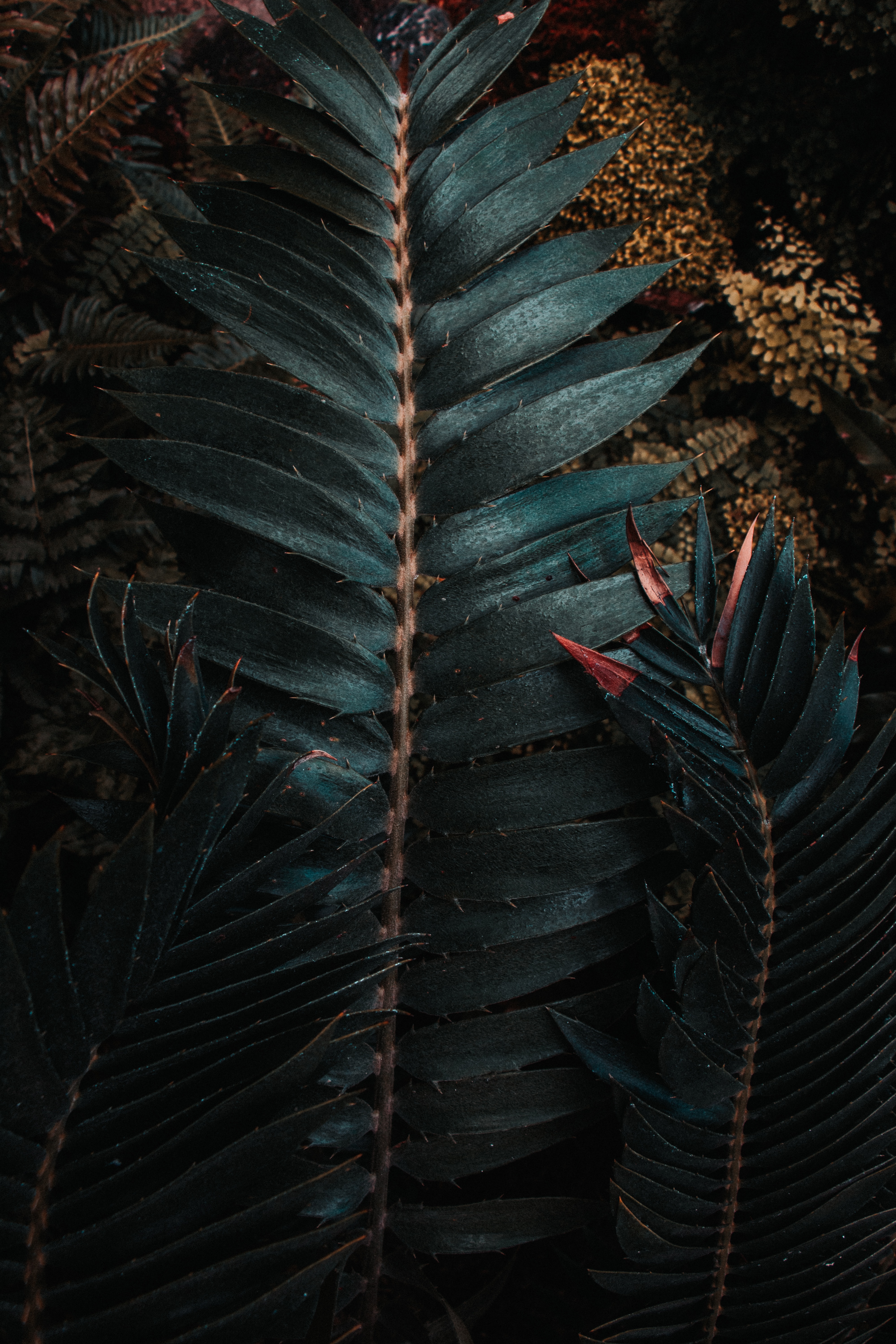 nature, leaves, plant, carved, exotic Smartphone Background