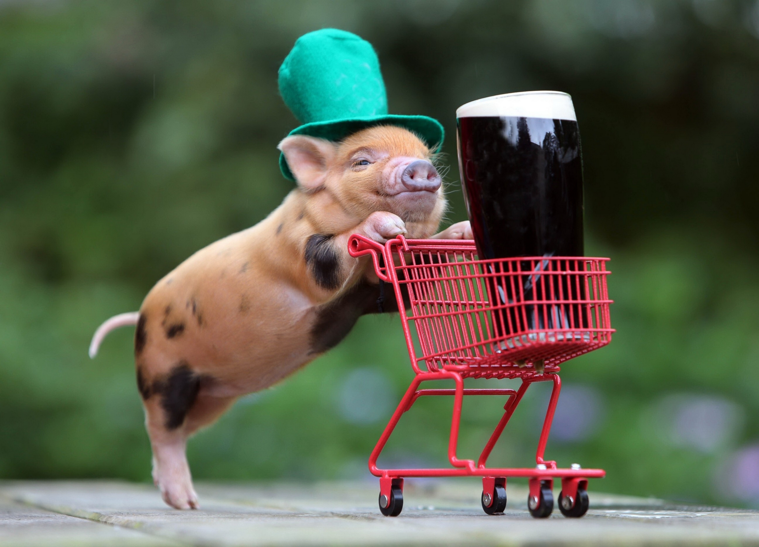 138170 скачать обои свинья, корзина, животные, напиток, шляпа - заставки и картинки бесплатно