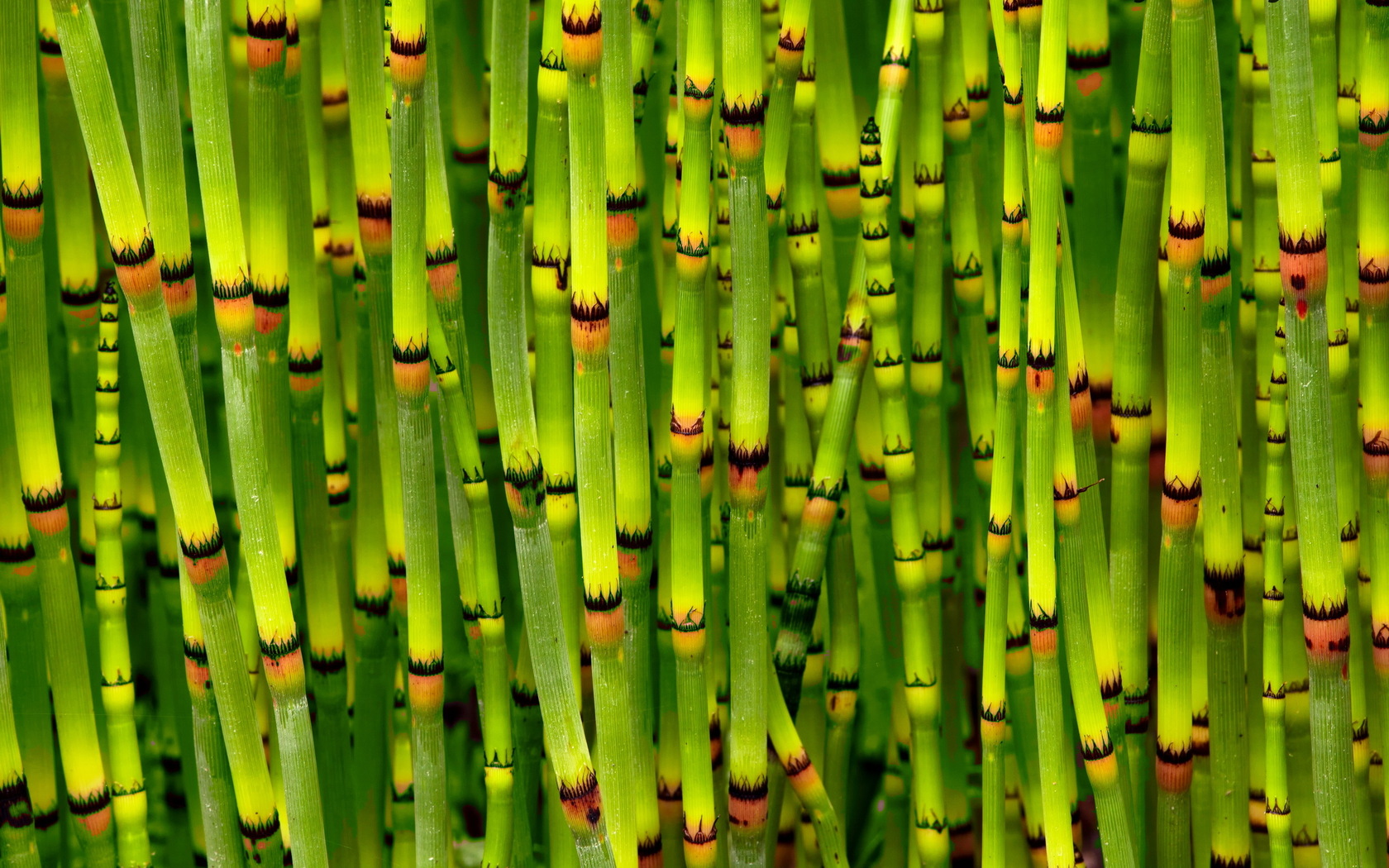 Mobile wallpaper: Bright, Earth, Bamboo, 544592 download the picture for  free.