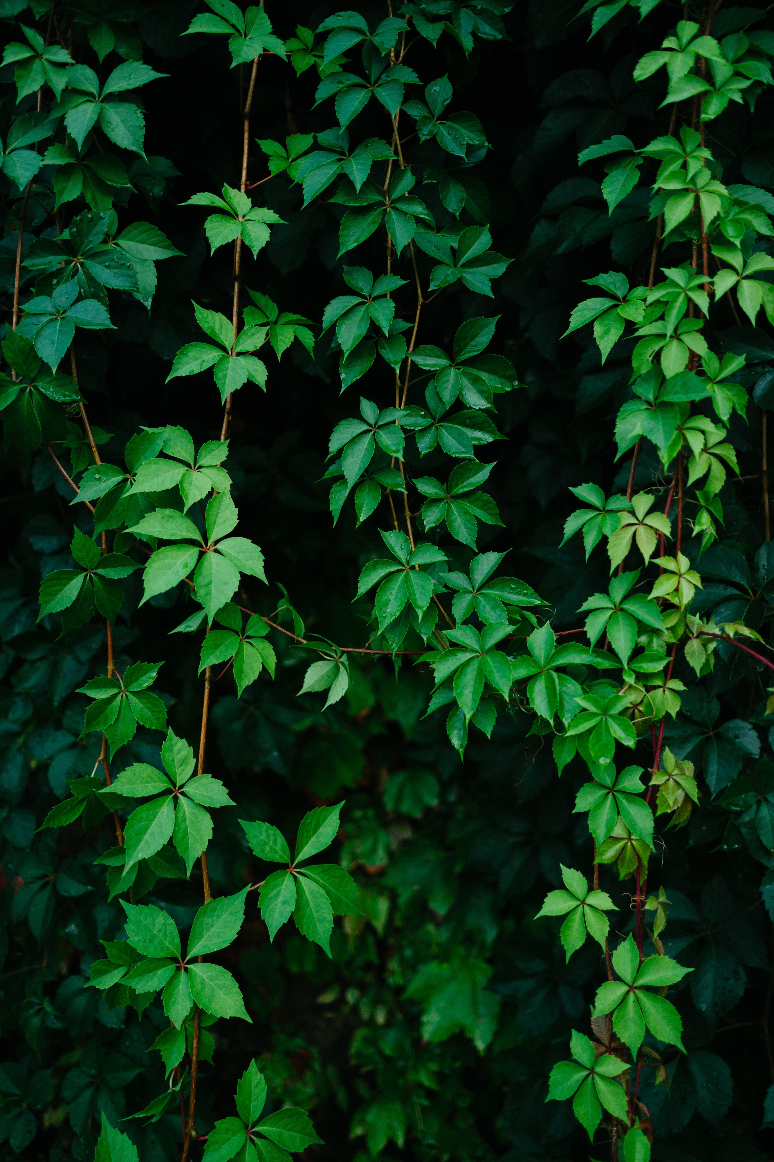 green, plant, nature, grapes, leaves, vine HD wallpaper