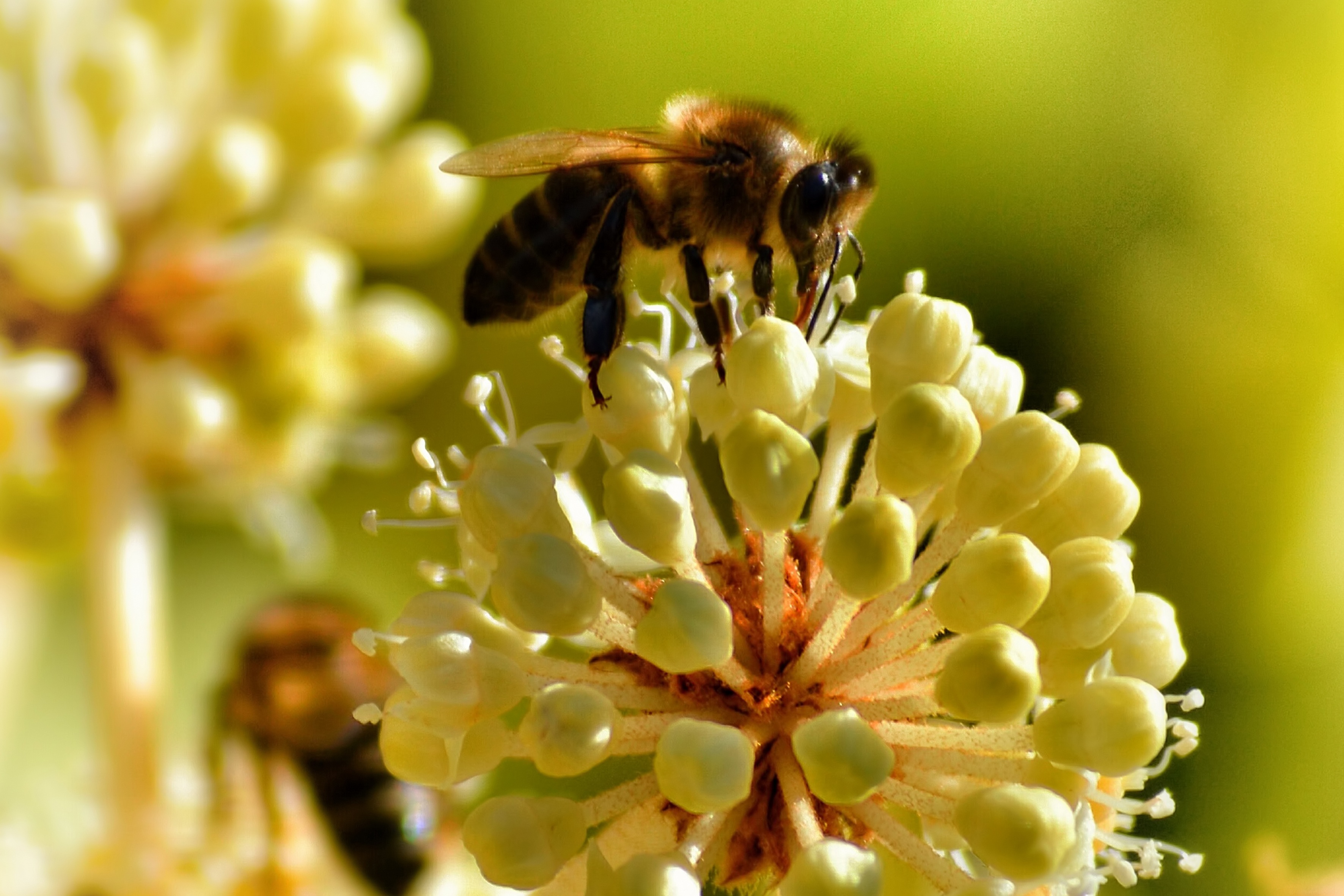 flower, macro, bee, pollination QHD