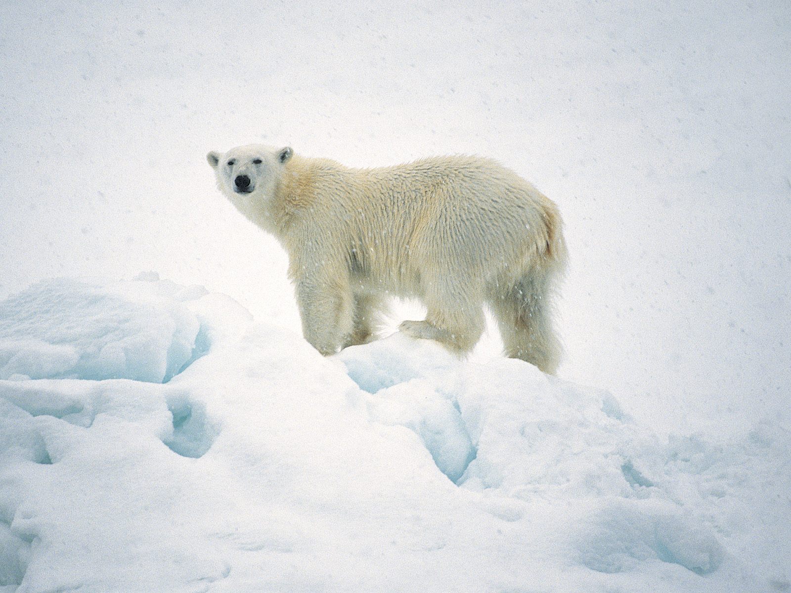Mobile wallpaper animal, polar bear, bears
