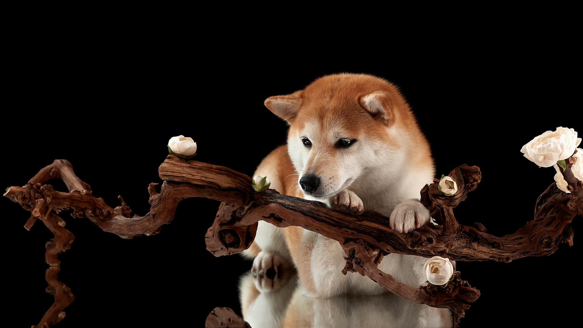 Hình Ảnh Chó Shiba Đẹp Gây Sốt Cộng Đồng Yêu Thú Cưng