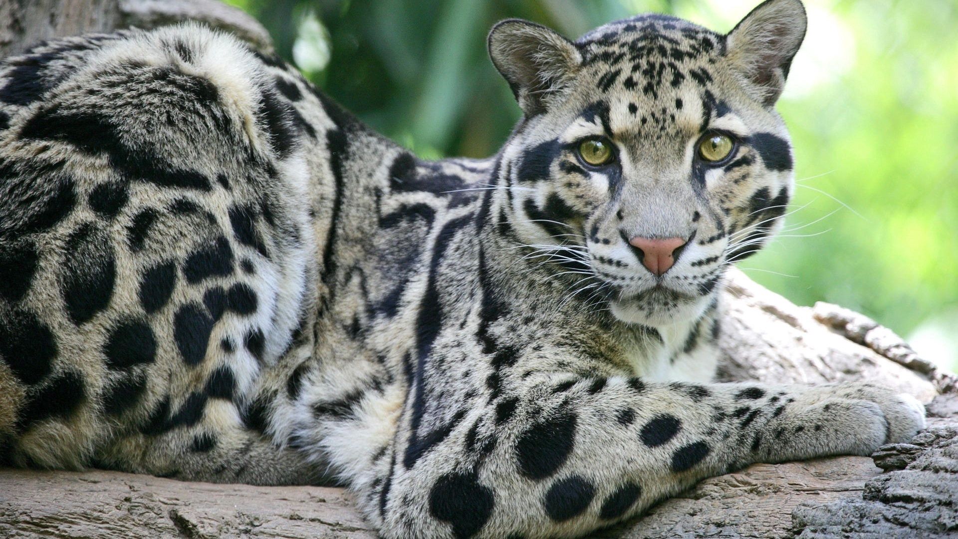 Big Cat spotty, animals, sundan clouded leopard, sundan smoky leopard Lock Screen