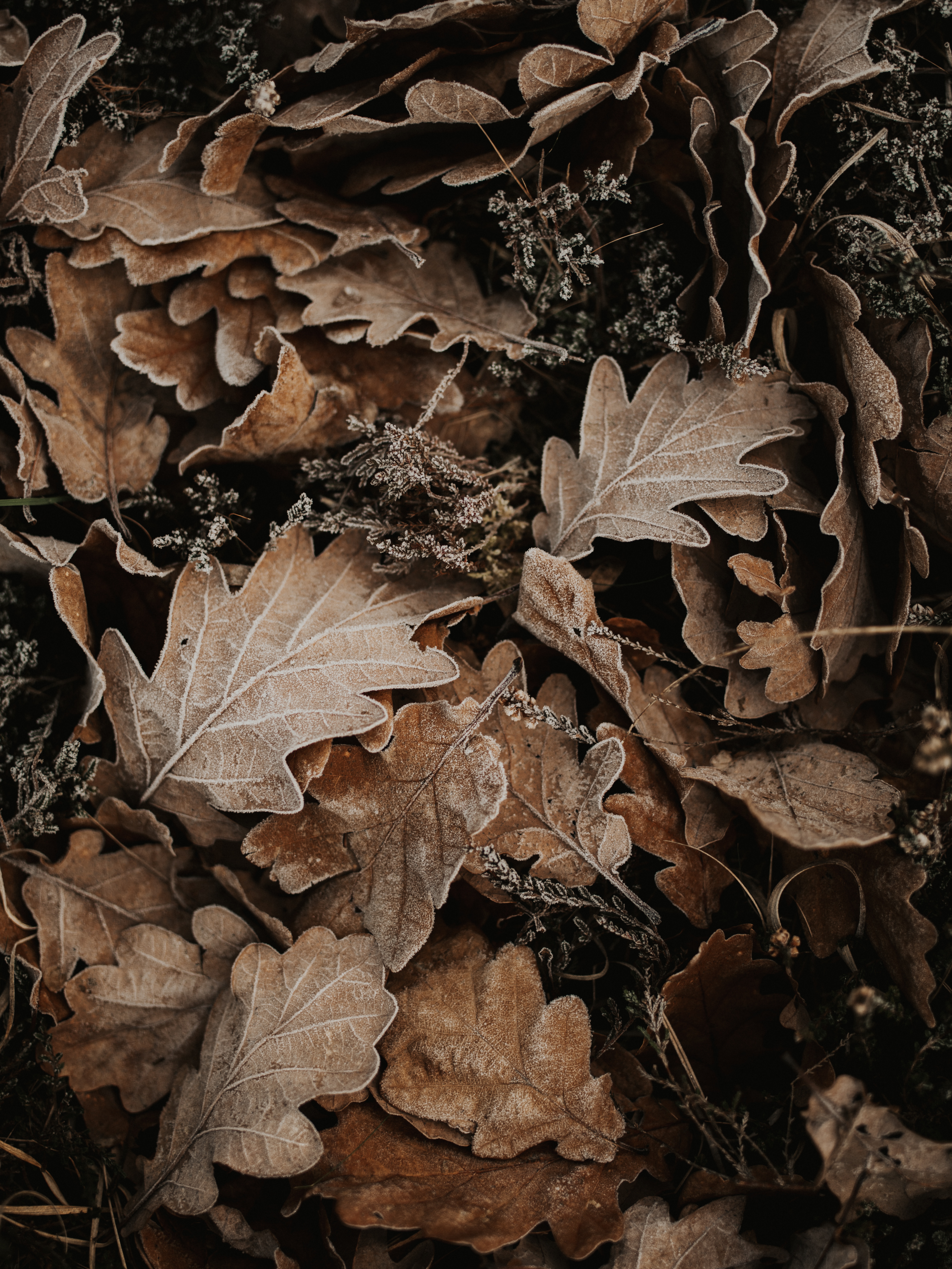 Handy-Wallpaper Blätter, Herbst, Makro, Frost, Rauhreif, Eiche, Gefallen kostenlos herunterladen.