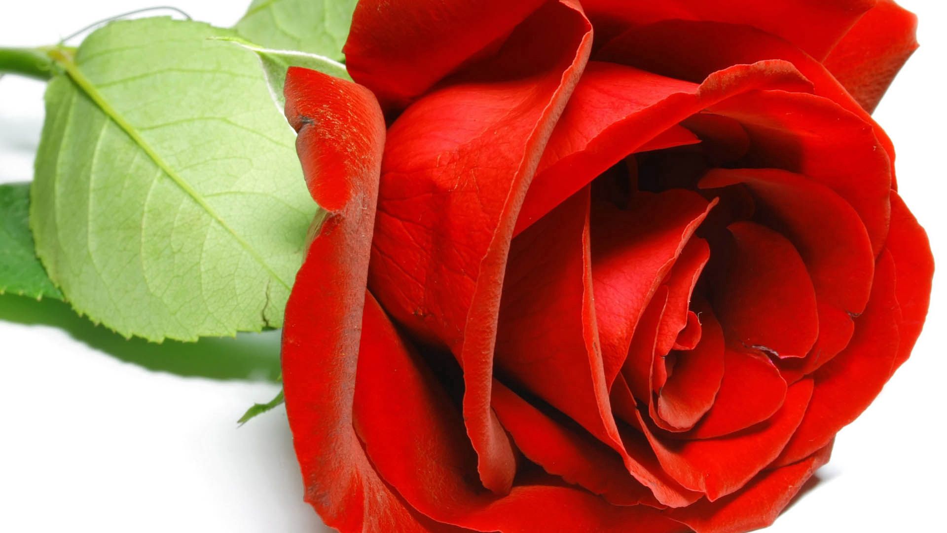 Download mobile wallpaper Flowers, Rose Flower, Petals, Rose for free.