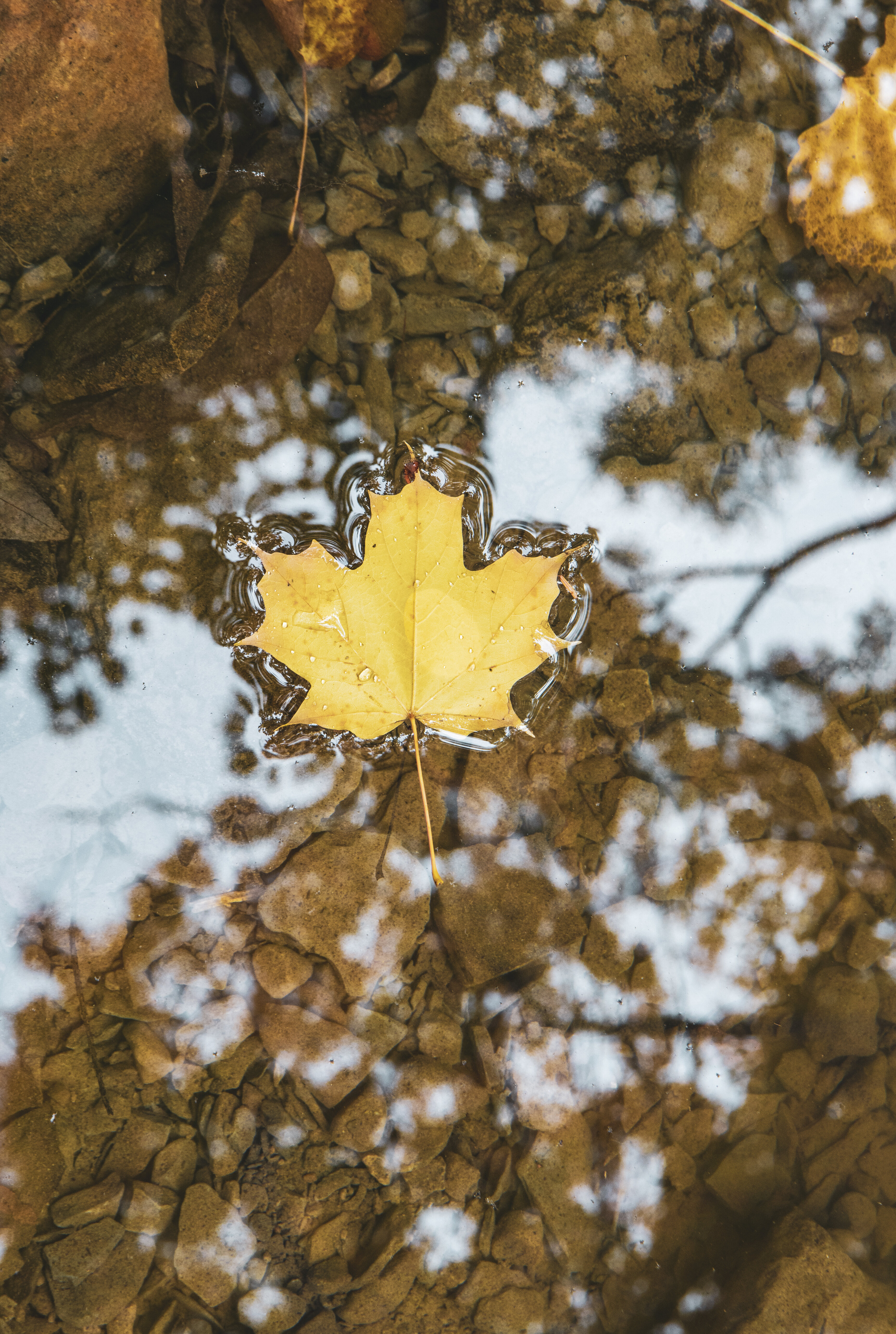 leaf, macro, water, sheet, maple