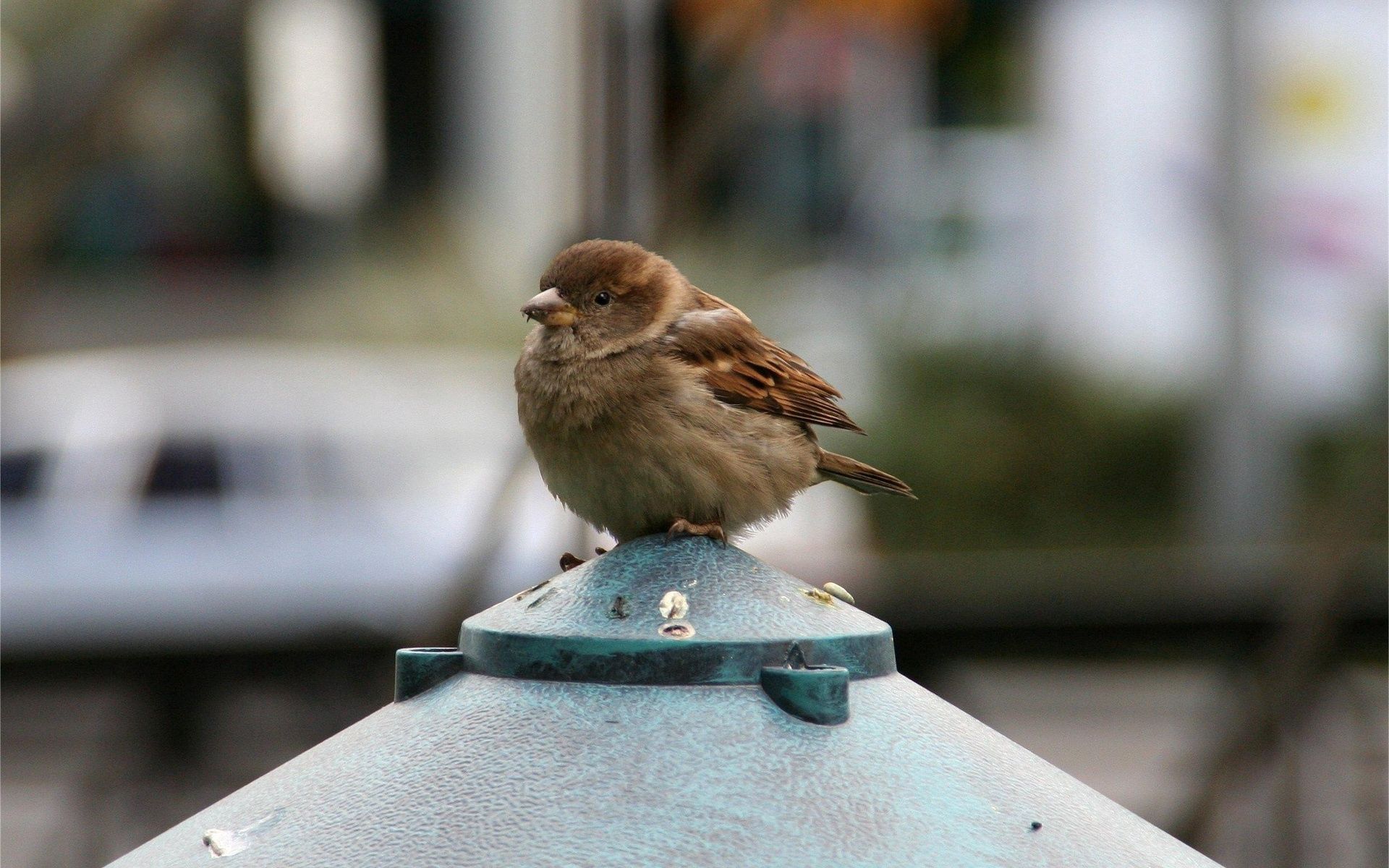 feather, sparrow, small, bird HD Mobile