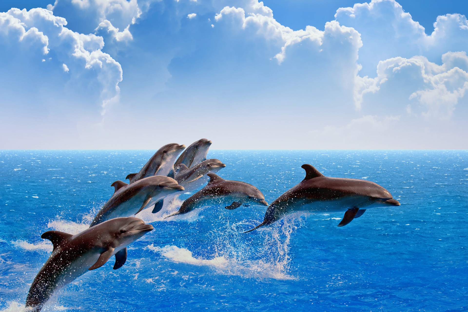 море океан дельфины