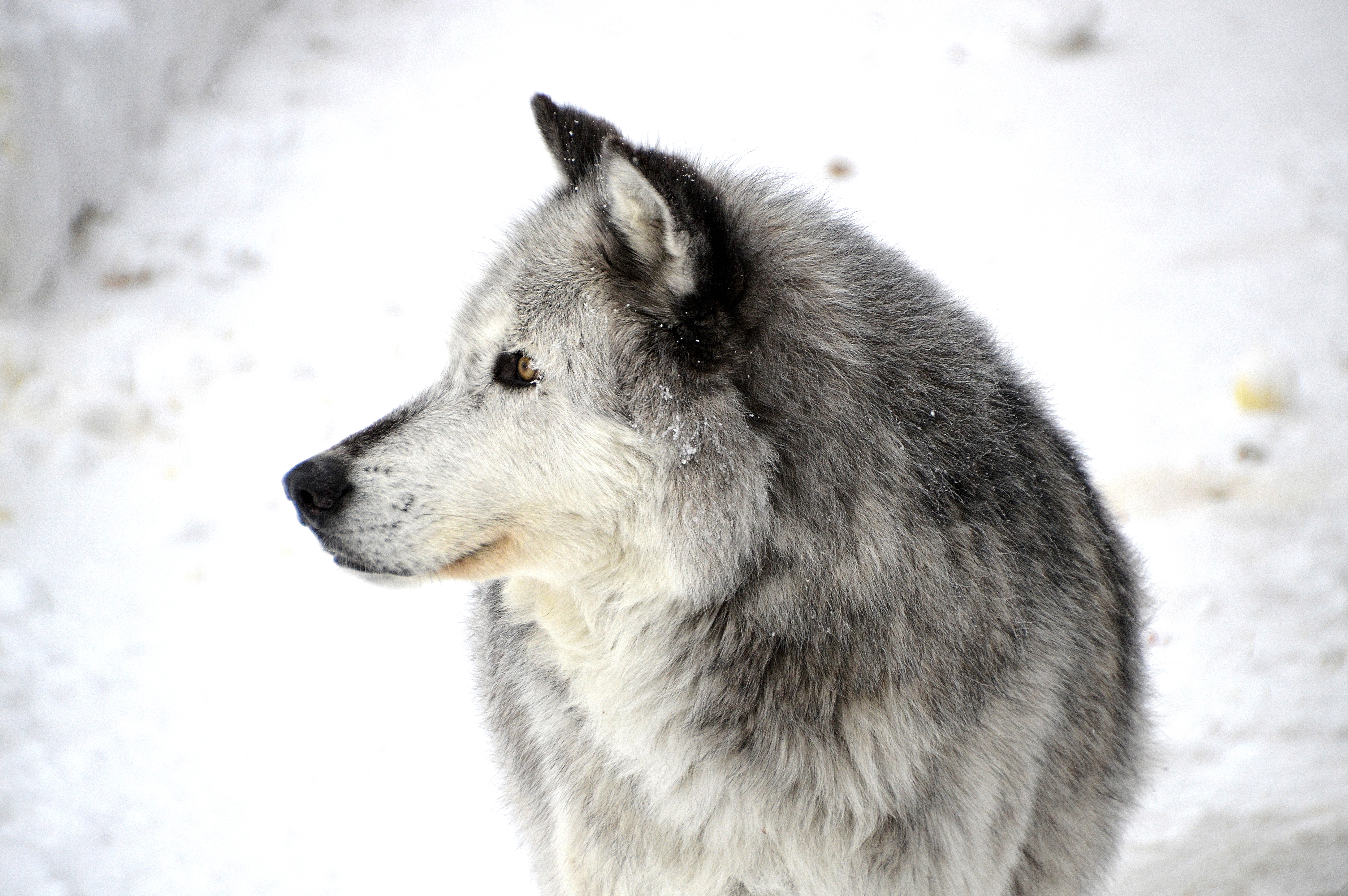60667 download wallpaper animals, snow, dog, profile screensavers and pictures for free