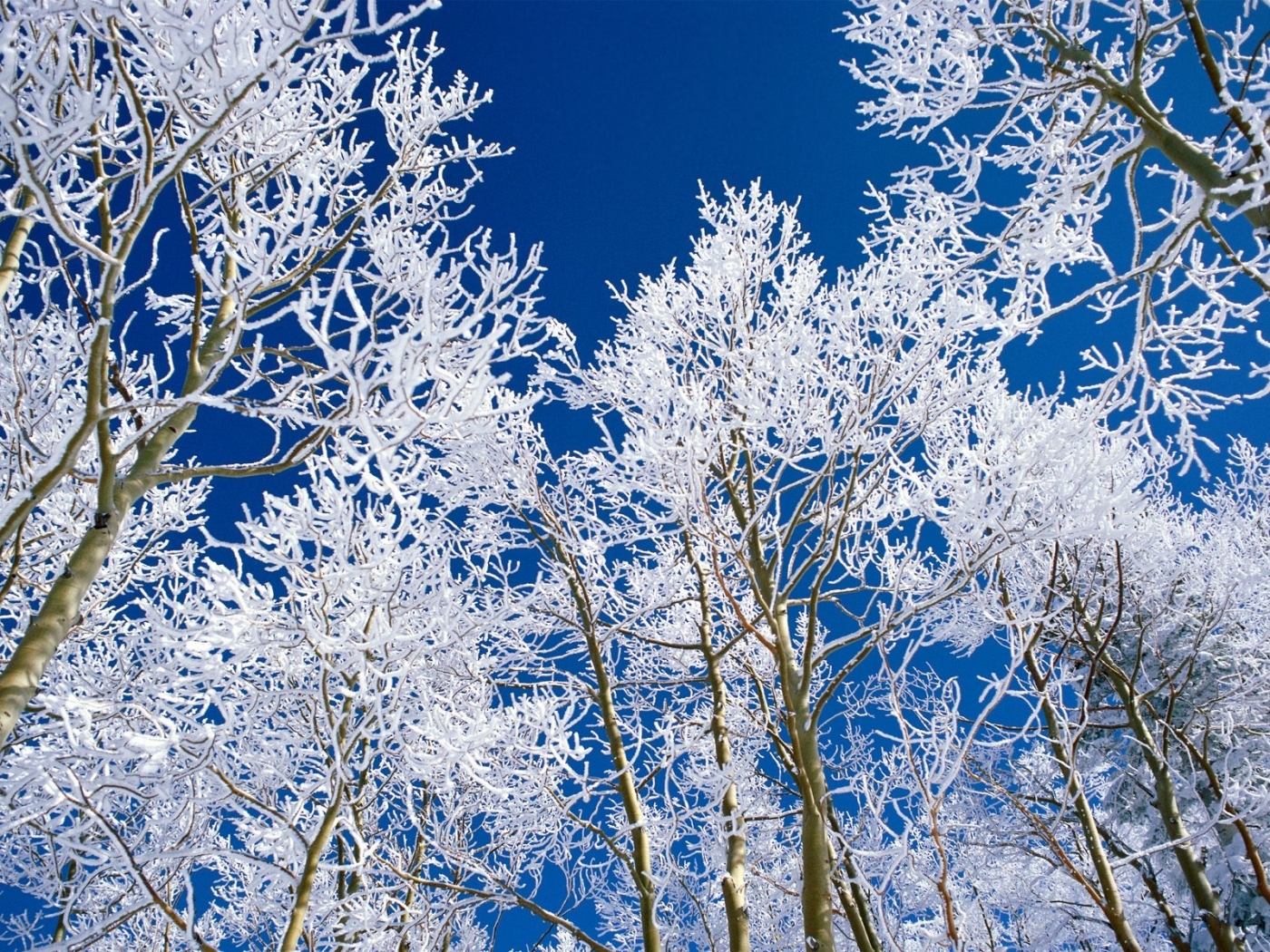 Mobile wallpaper: Winter, Sky, Snow, Landscape, Trees, 27735 download the  picture for free.