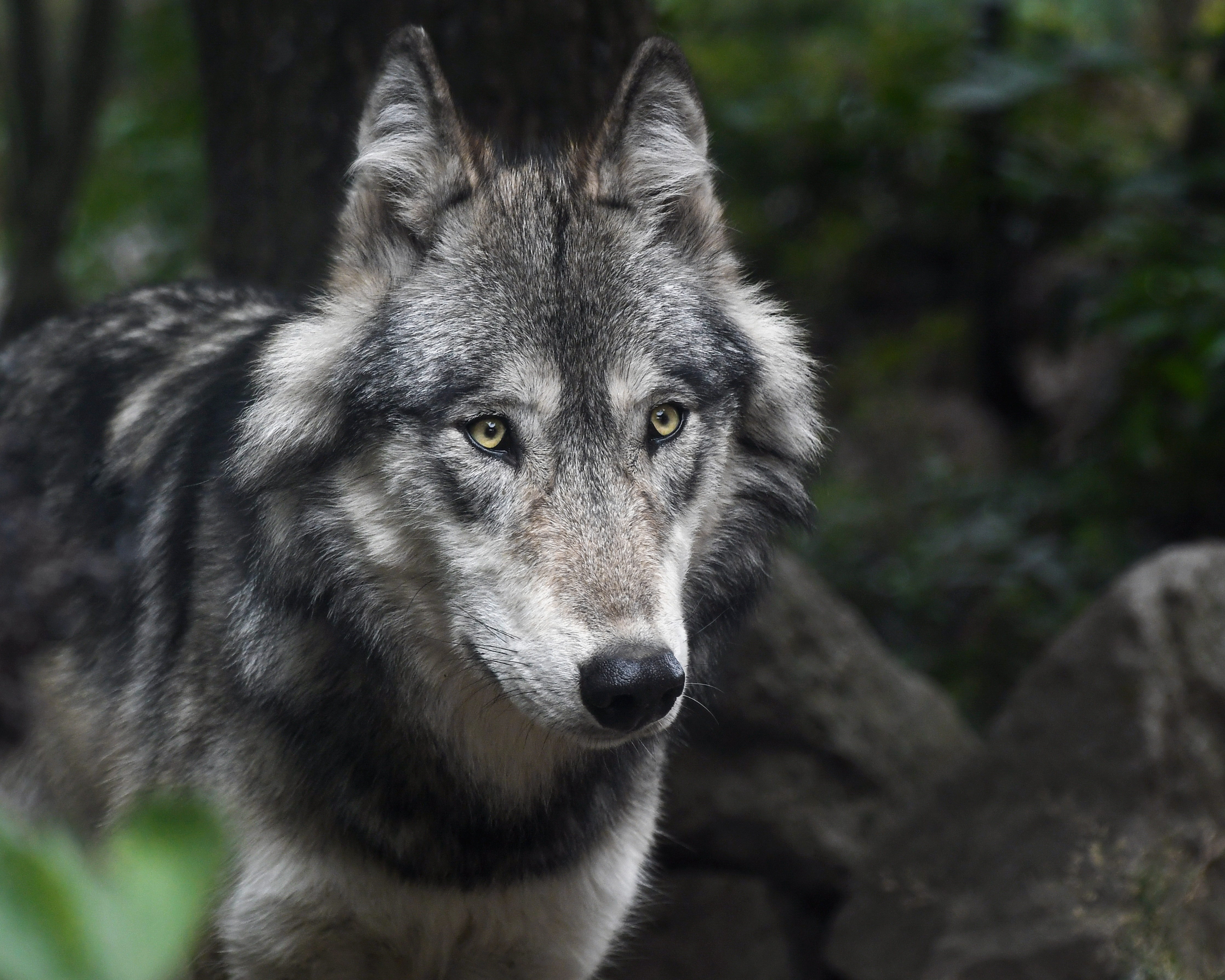 78964 download wallpaper wolf, animals, muzzle, predator, sight, opinion screensavers and pictures for free