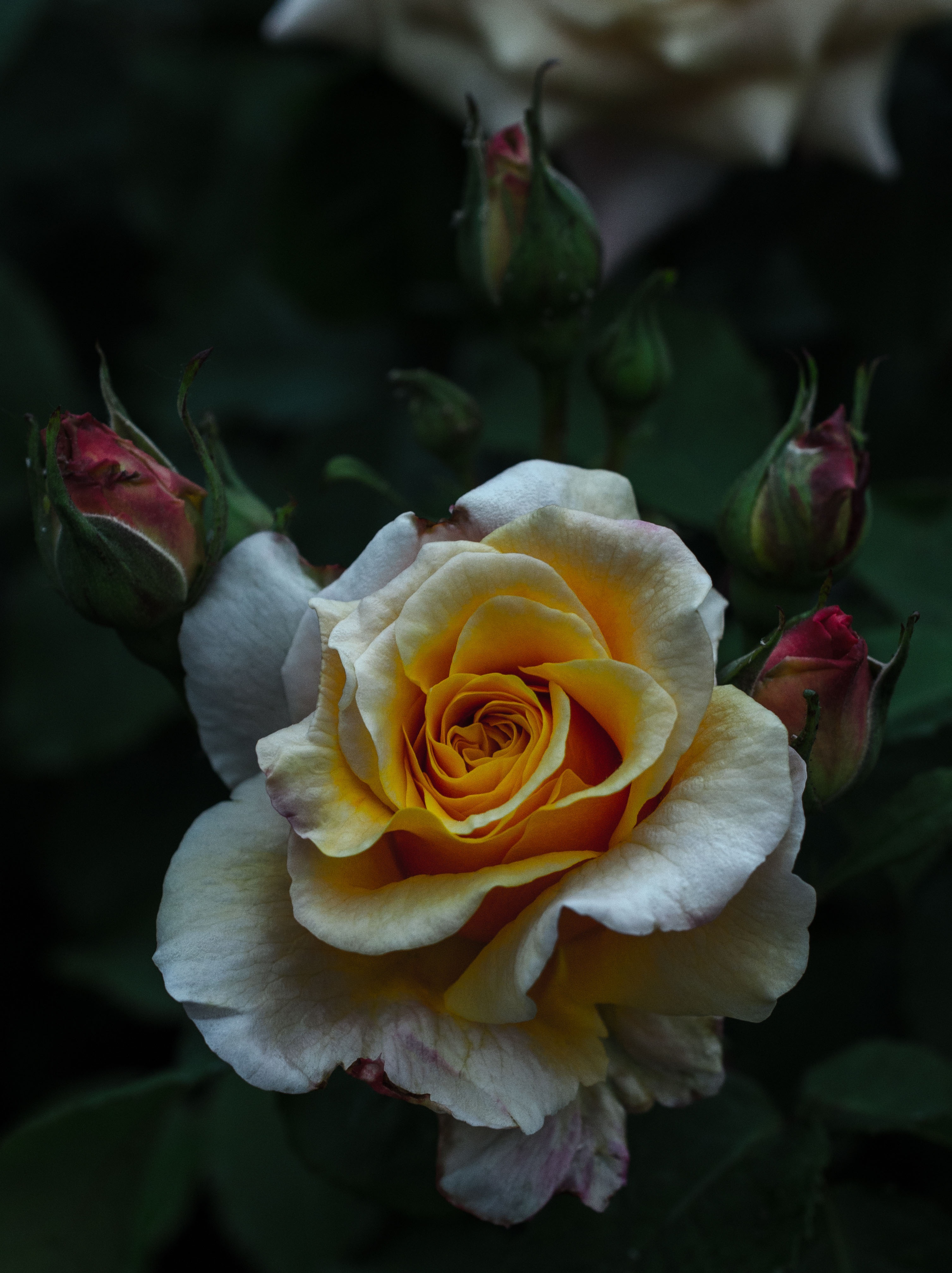rose flower, flowers, bud, flower Hd 1080p Mobile