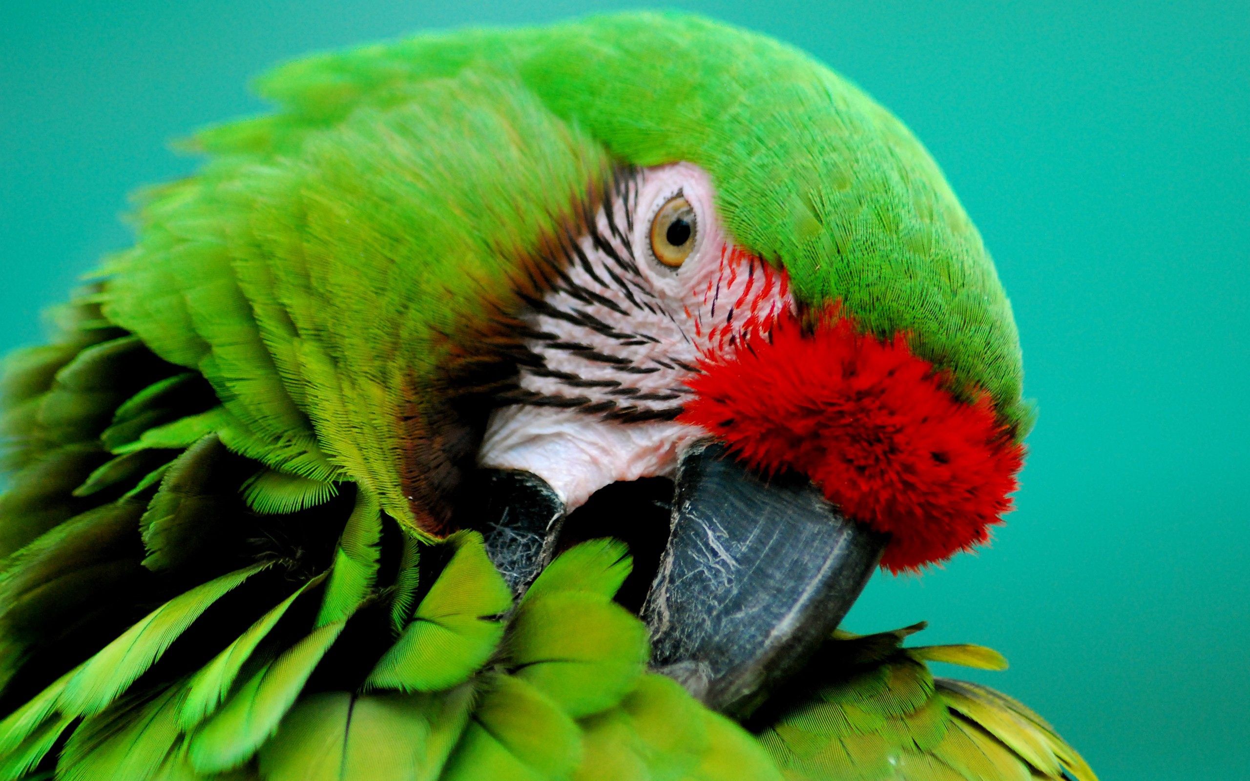 iPhone Wallpapers  Parrots