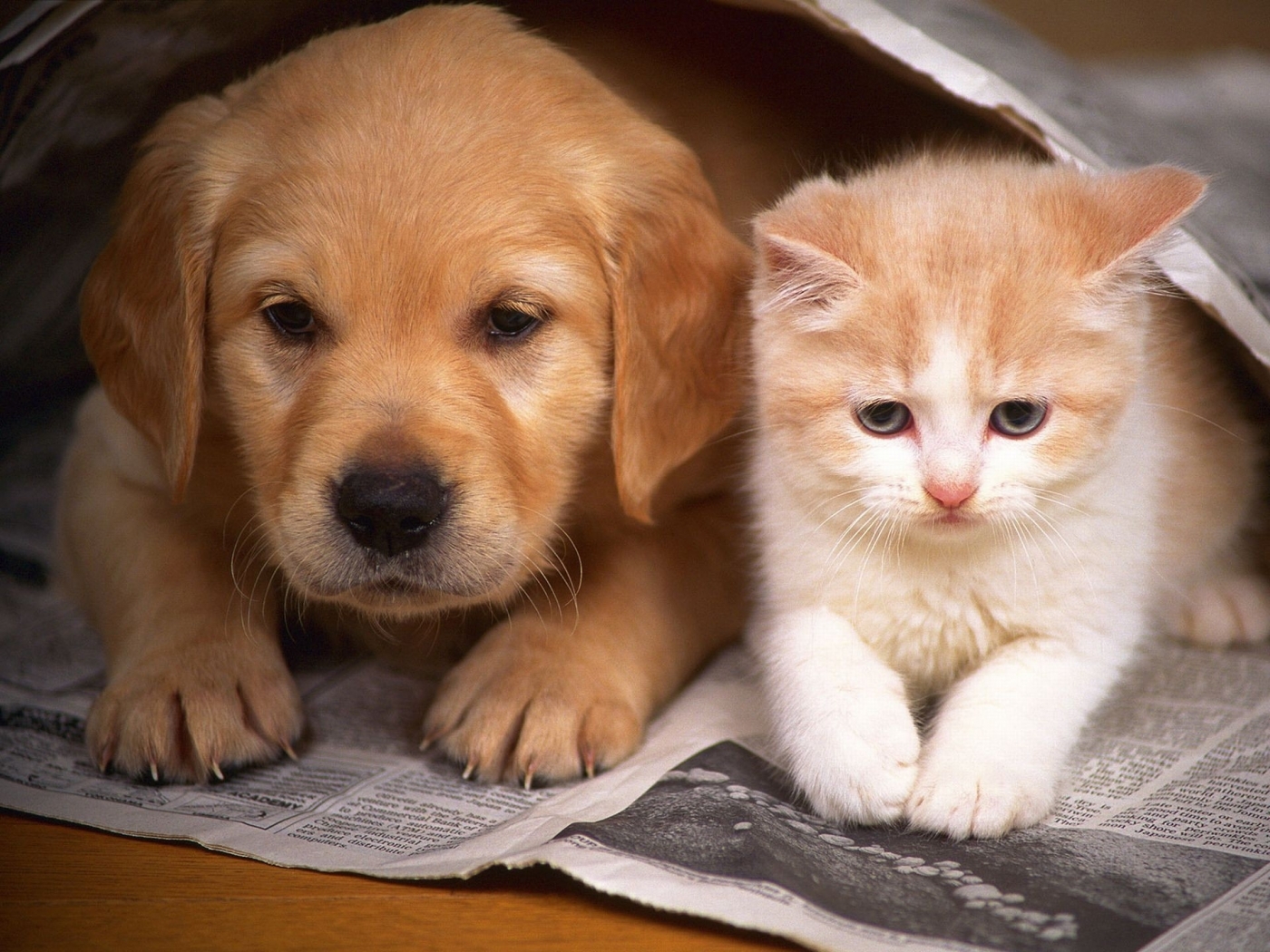 47208 Bild herunterladen katzen, tiere, hunde, orange - Hintergrundbilder und Bildschirmschoner kostenlos