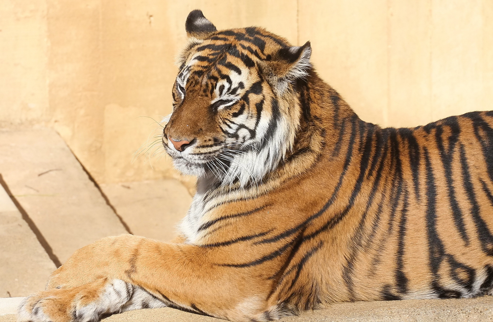 tiger, animals, to lie down, lie, striped, predator