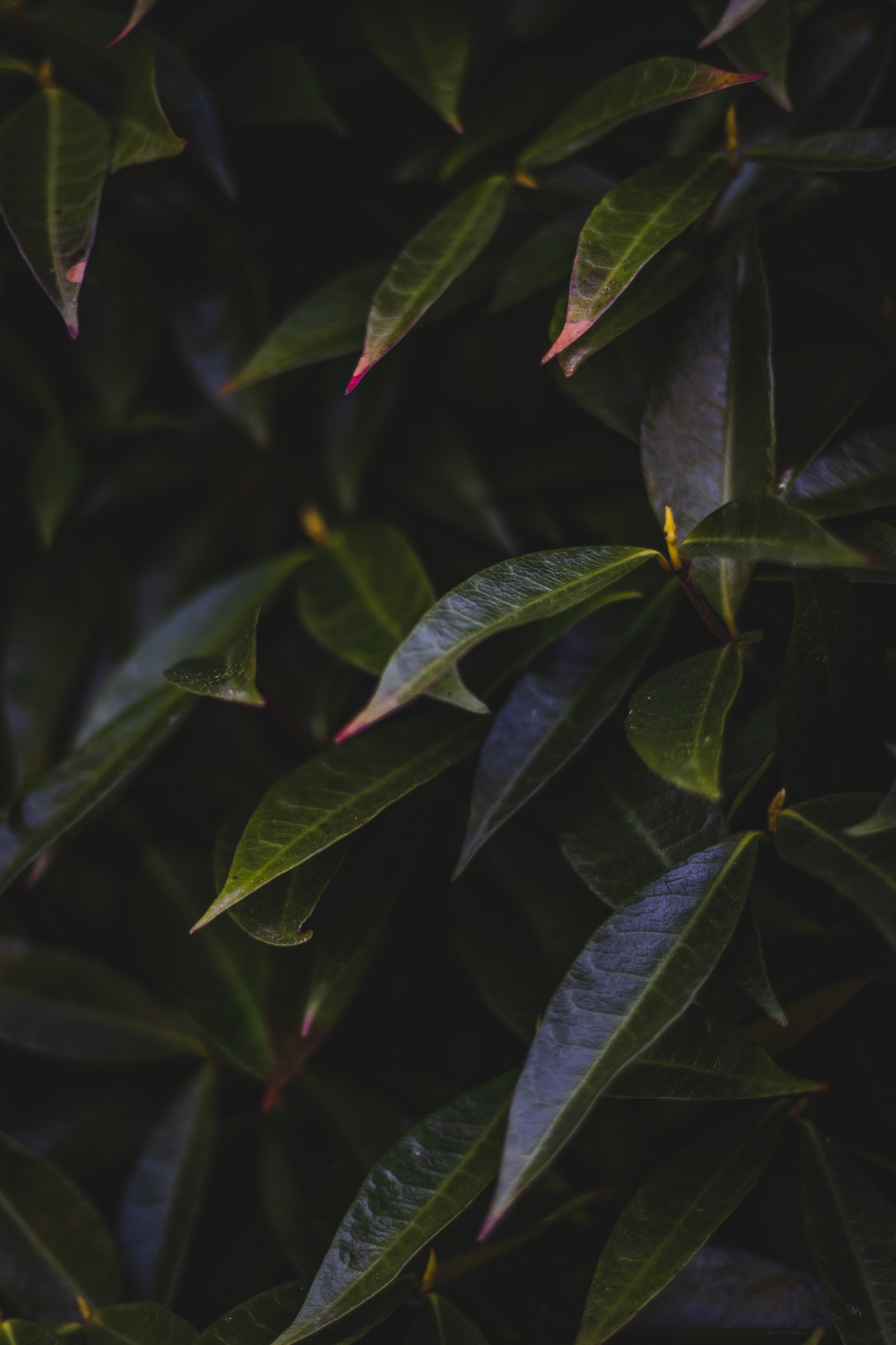 plant, nature, leaves, bush, dark phone background