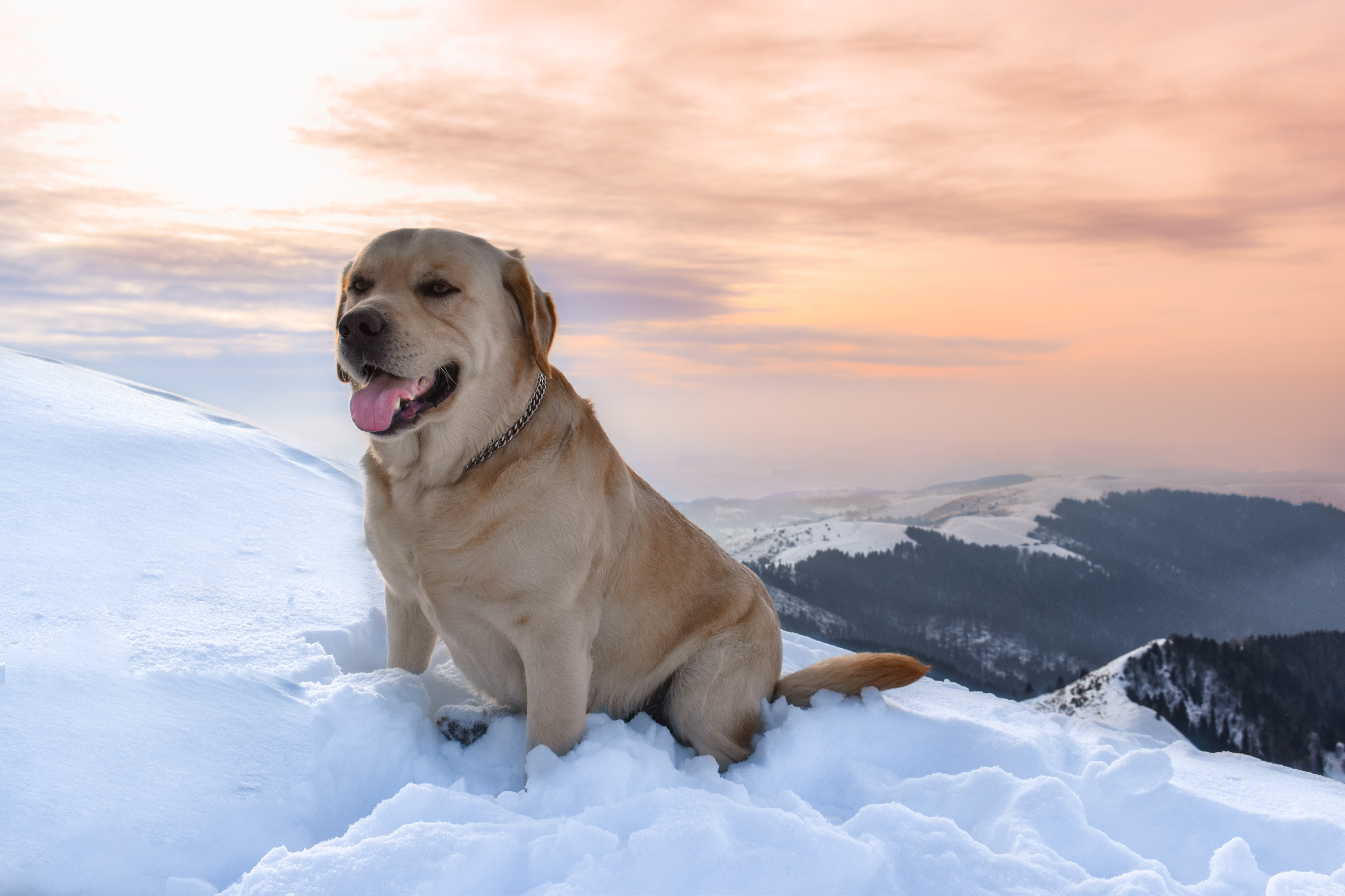 52223 Bildschirmschoner und Hintergrundbilder Labrador auf Ihrem Telefon. Laden Sie tiere, mountains, schnee, hund, labrador Bilder kostenlos herunter