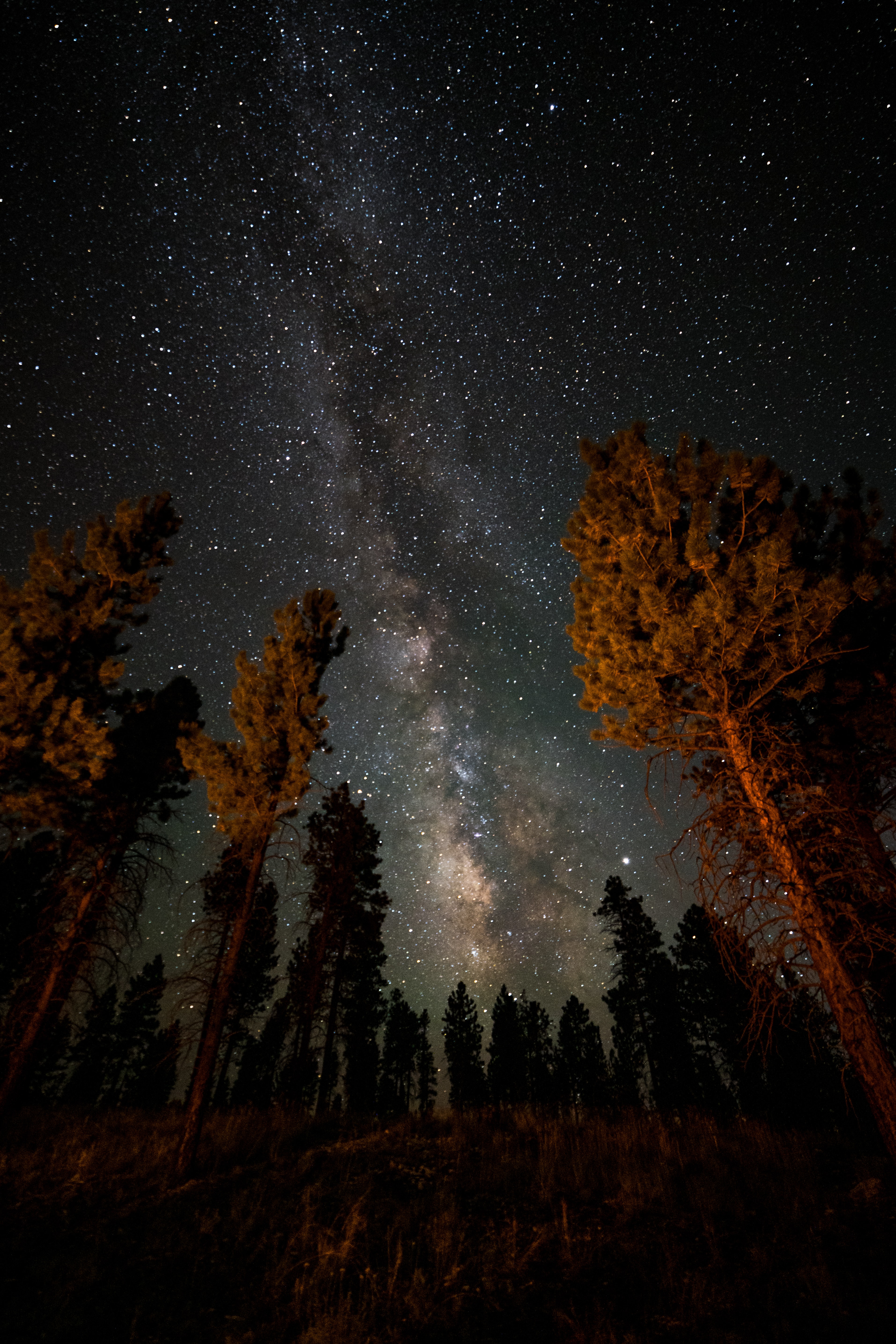 nebula, nature, trees, night, starry sky