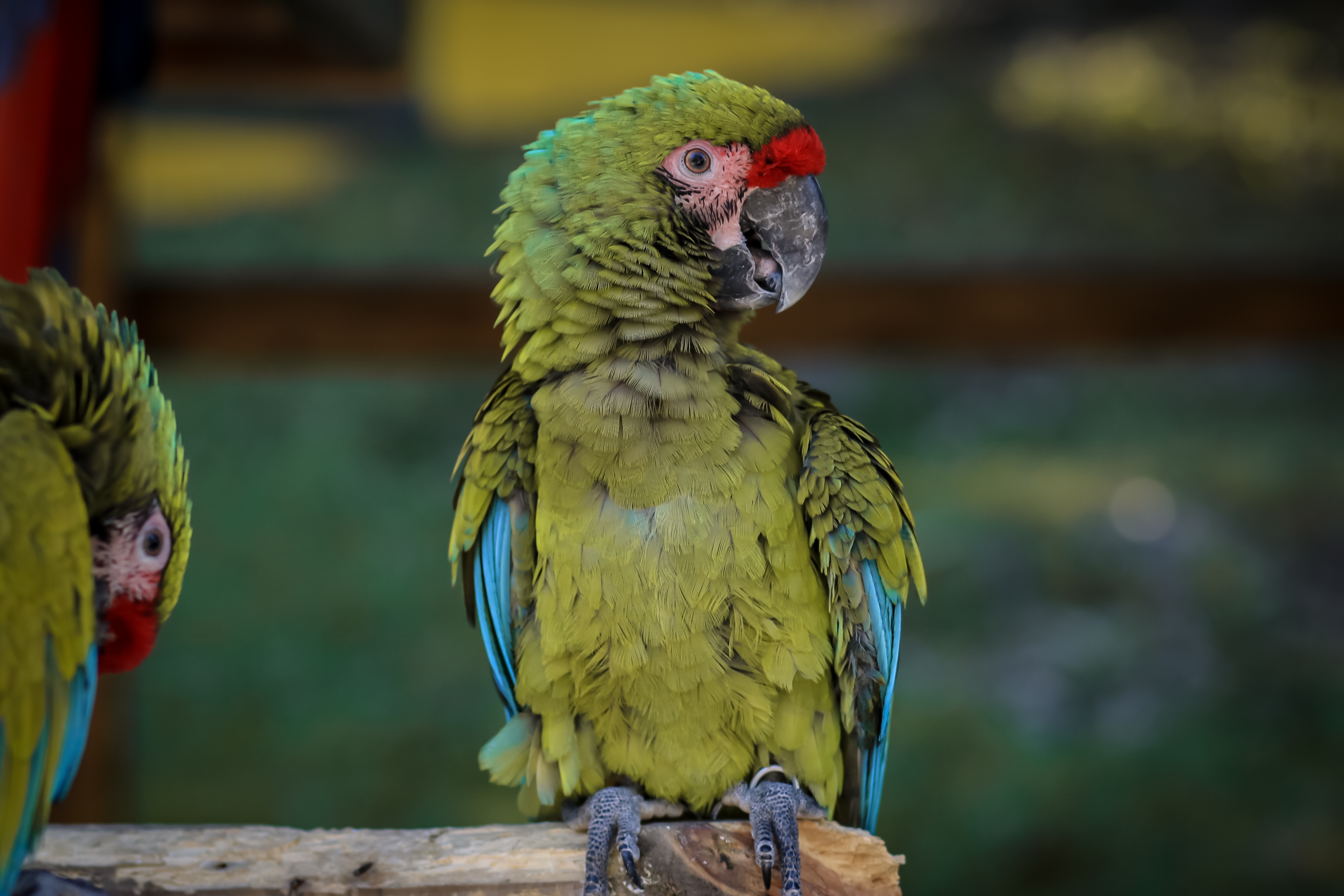 Laden Sie das Tiere, Papageien, Vogel, Ara-Bild kostenlos auf Ihren PC-Desktop herunter