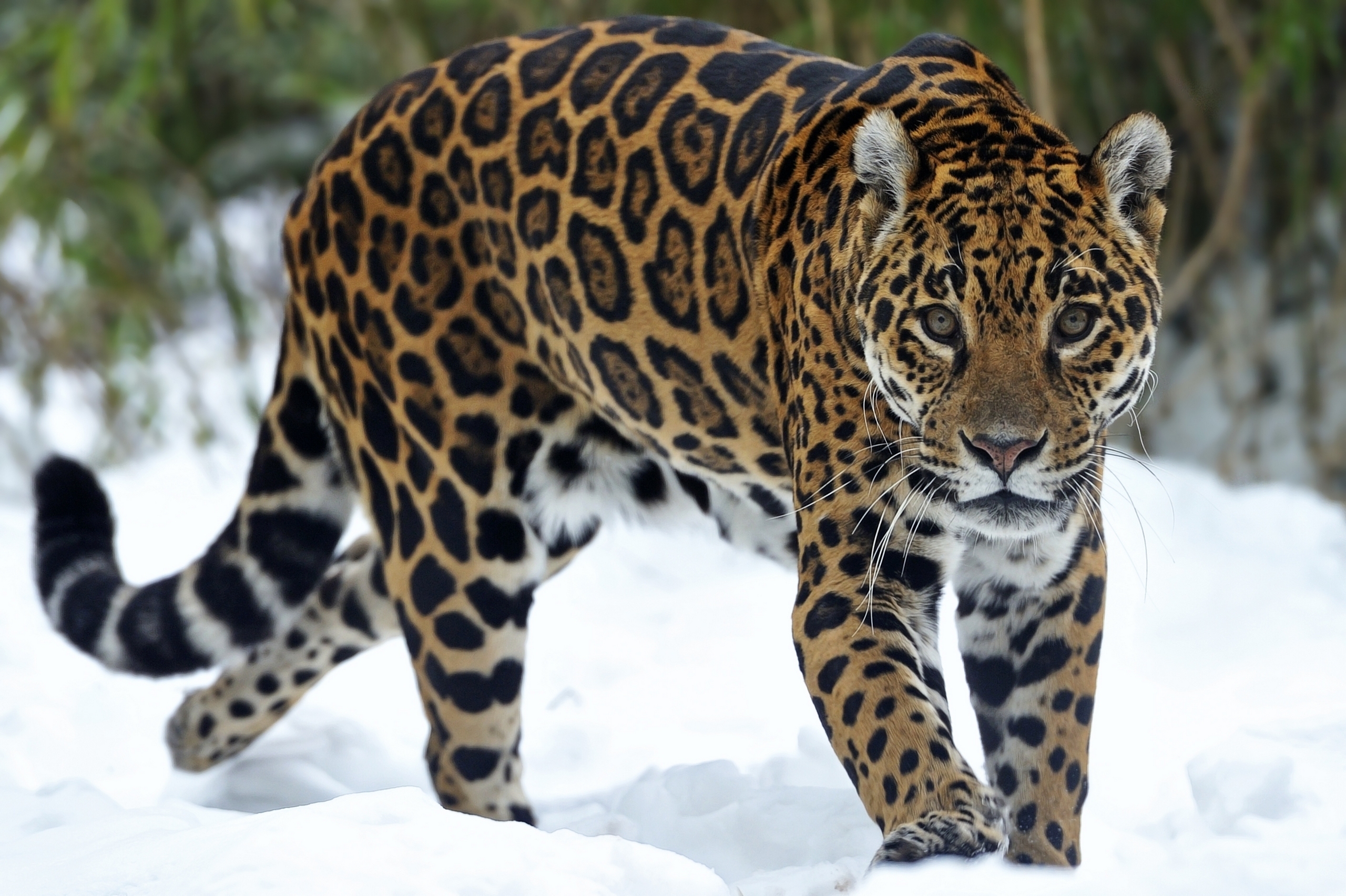 cheetah, animals, winter, snow, muzzle, predator, stroll