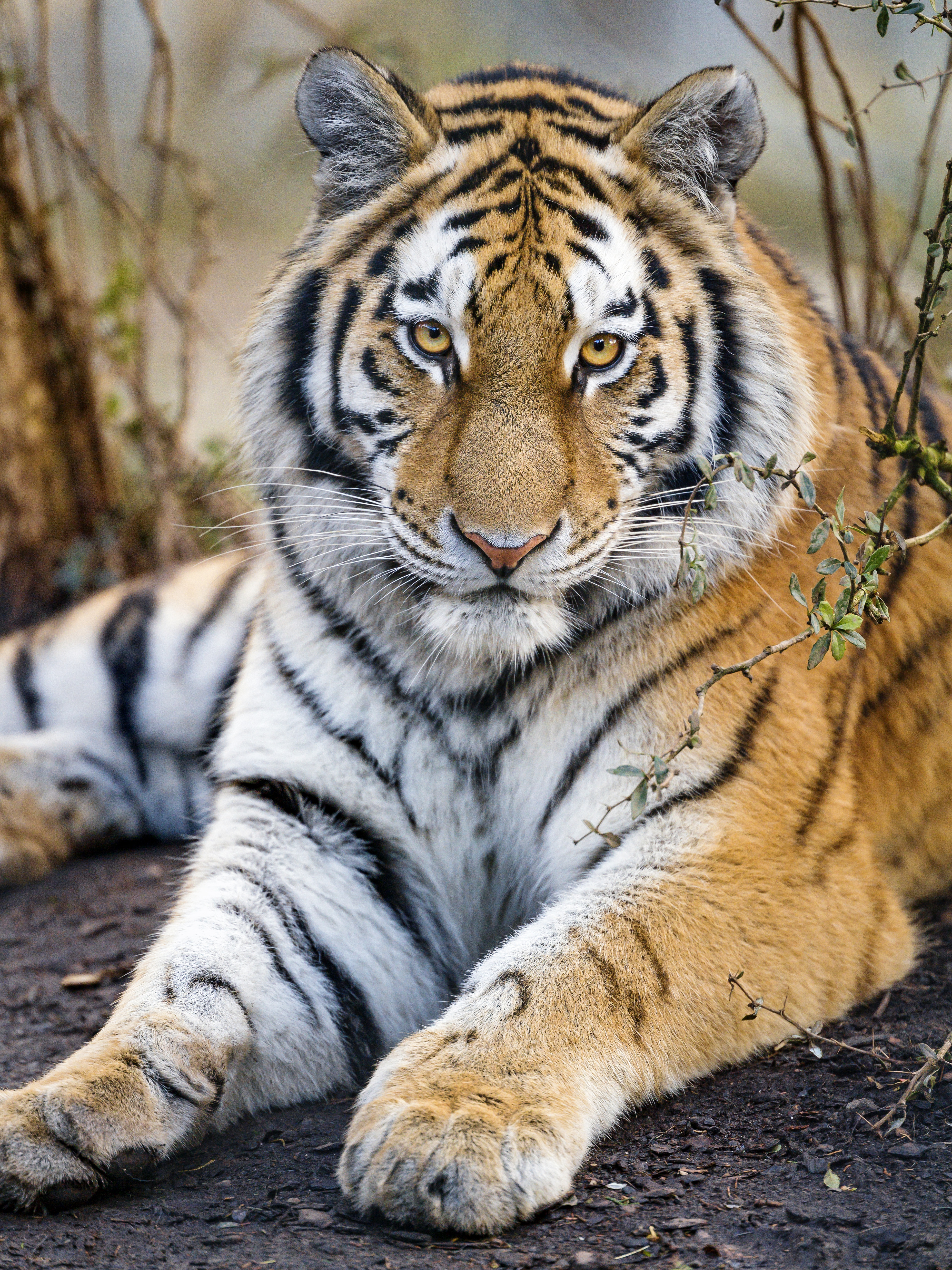 53981 скачать обои тигр, морда, большая кошка, животные, взгляд, хищник, лапы - заставки и картинки бесплатно