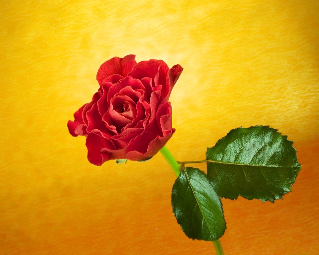 お使いの携帯電話の137997スクリーンセーバーと壁紙バラの花。 1, 薔薇, 花, フラワーズの写真を無料でダウンロード