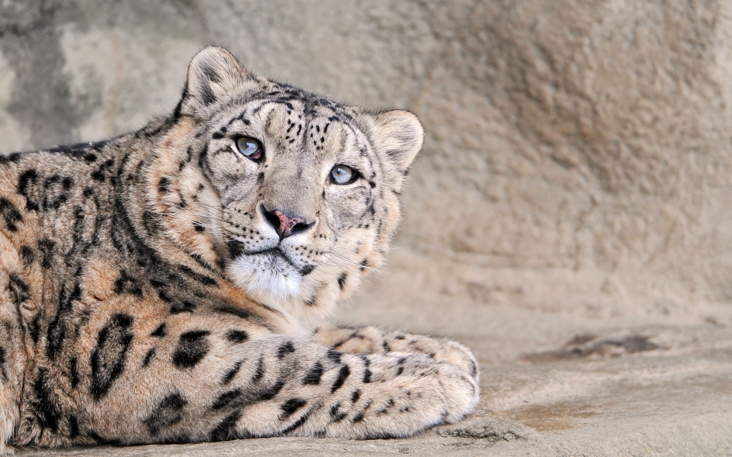 animals, leopards Smartphone Background