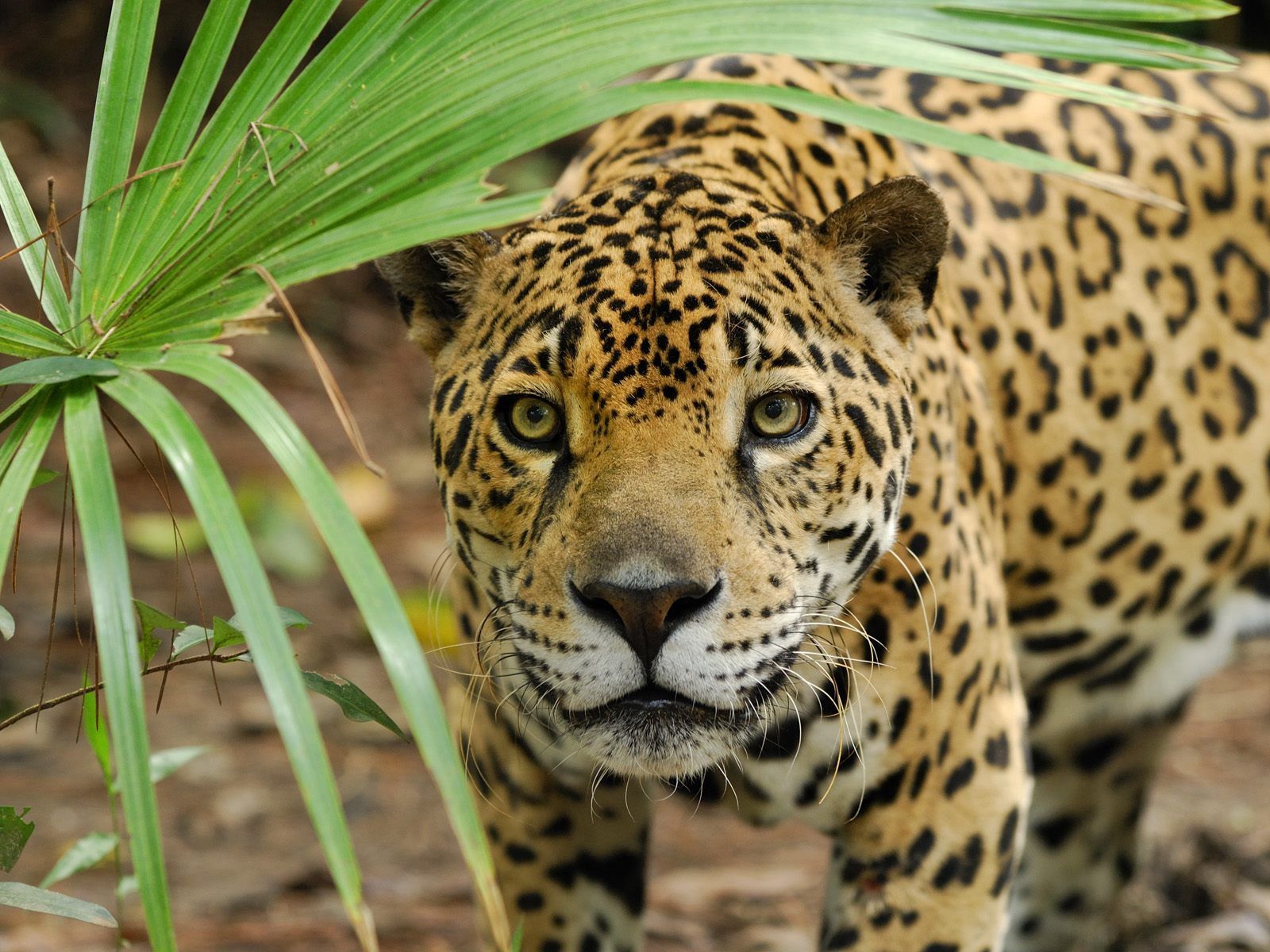 146744 Protetores de tela e papéis de parede Leopardo em seu telefone. Baixe animais, gato grande, predador, grama fotos gratuitamente