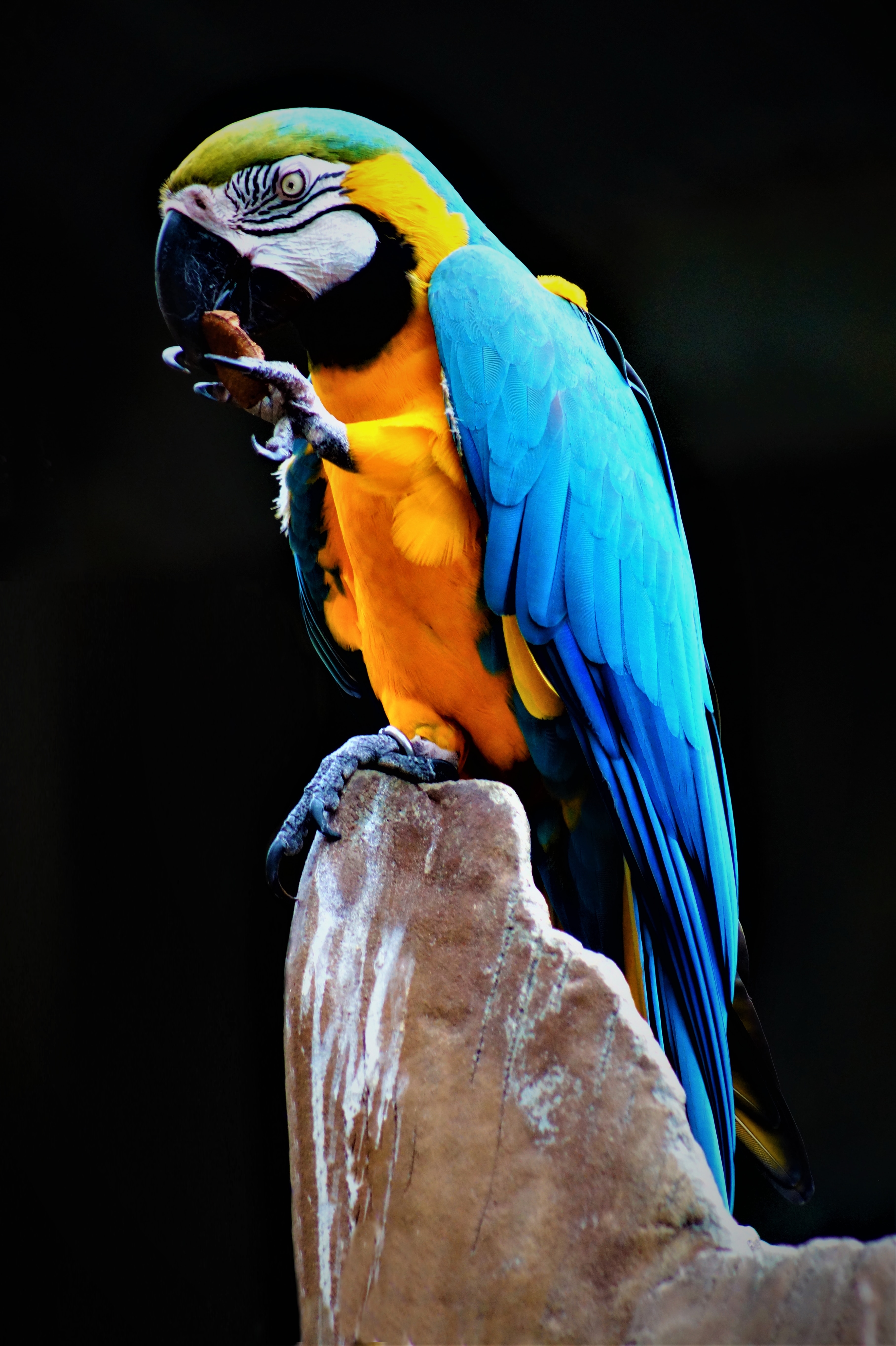 Laden Sie das Tiere, Papageien, Vogel, Mehrfarbig, Motley, Stein, Ein Stein, Ara-Bild kostenlos auf Ihren PC-Desktop herunter