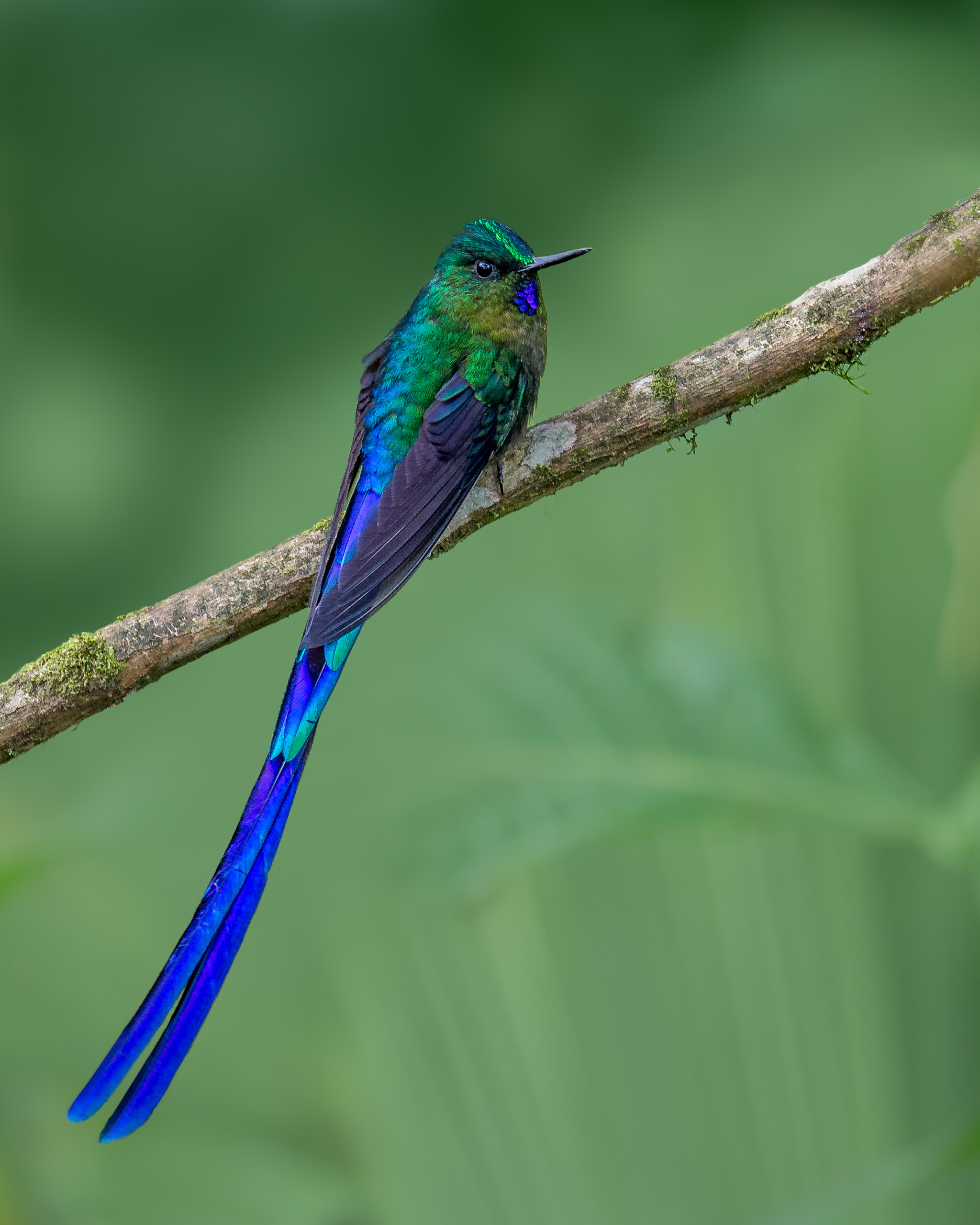 Best Humming-Birds wallpapers for phone screen