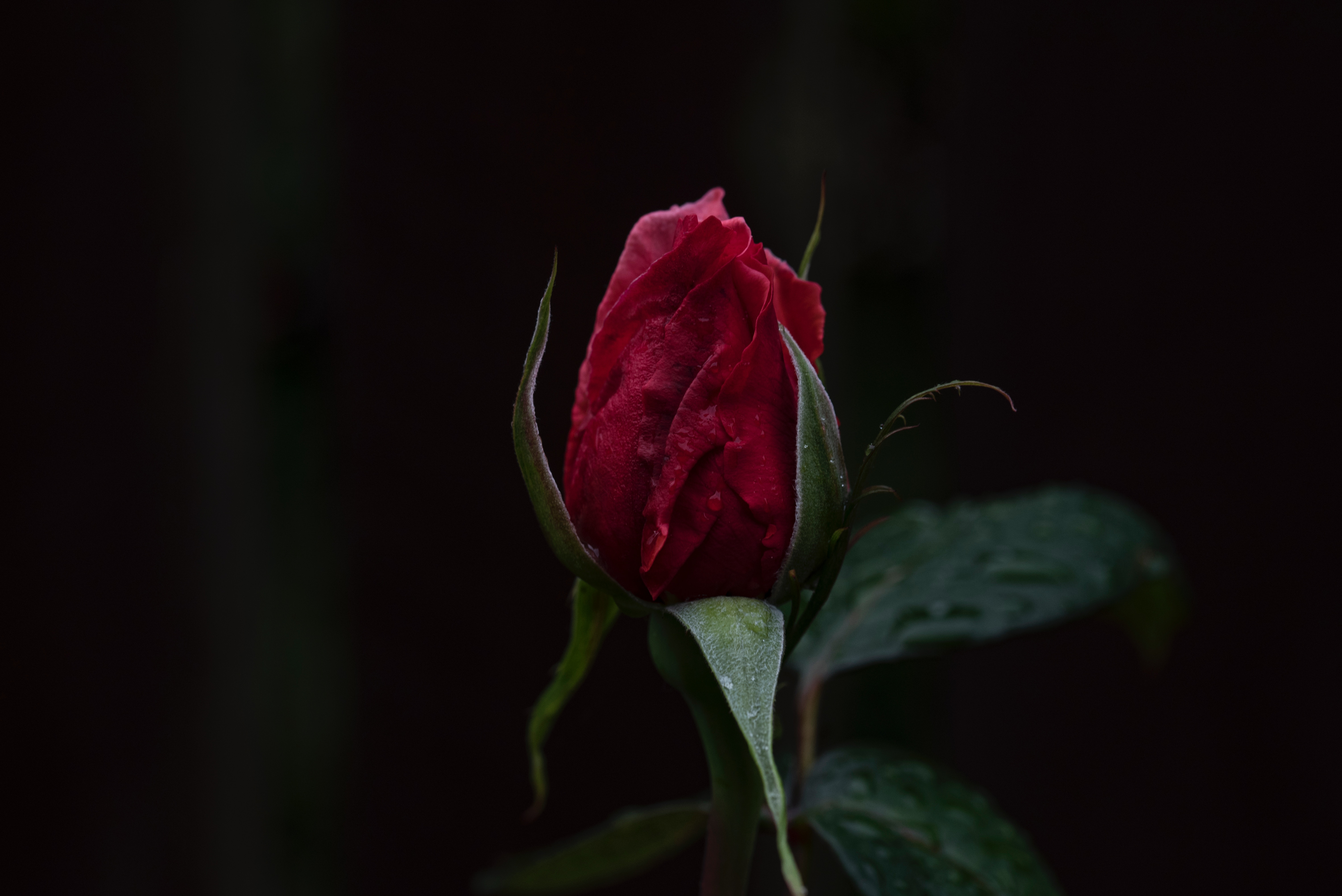 Ultra HD 4K red, rose flower, bud, dark background
