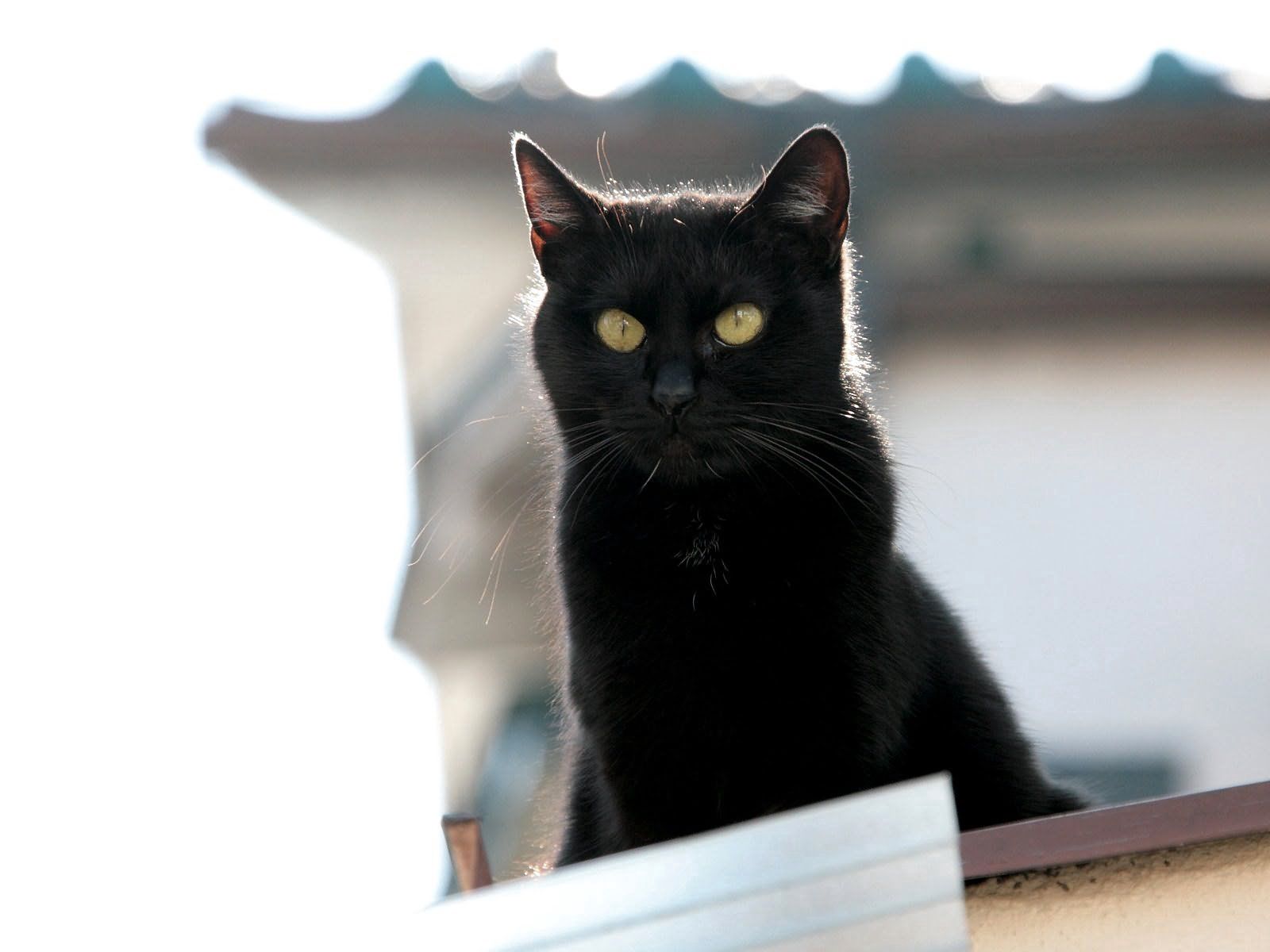 75047 Заставки і шпалери Кішка на телефон. Завантажити тварини, морда, чорний, кіт картинки безкоштовно