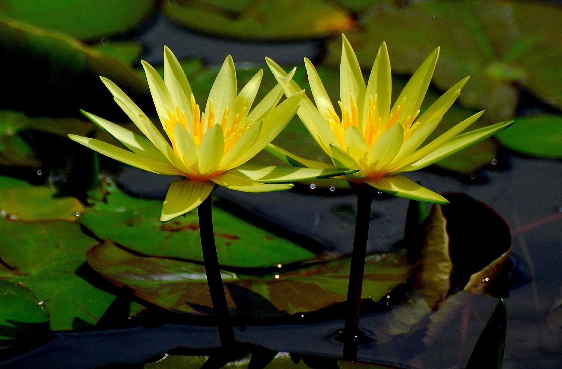 116301 Screensavers and Wallpapers Water Lilies for phone. Download flowers, water, leaves, water lilies, glare, close-up pictures for free