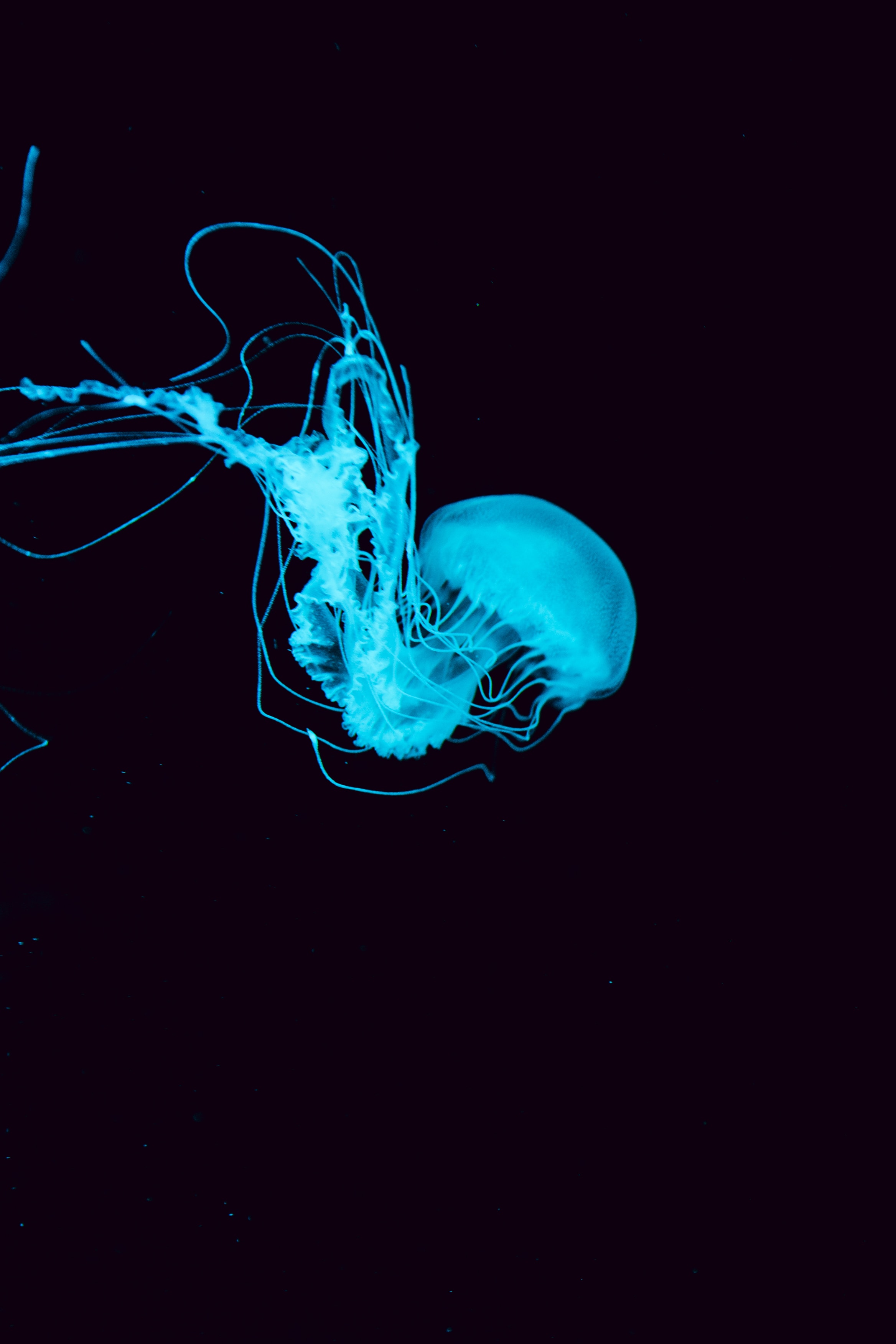 128445 Hintergrundbild herunterladen tiere, blau, unterwasserwelt, qualle, tentakel, die tentakel - Bildschirmschoner und Bilder kostenlos