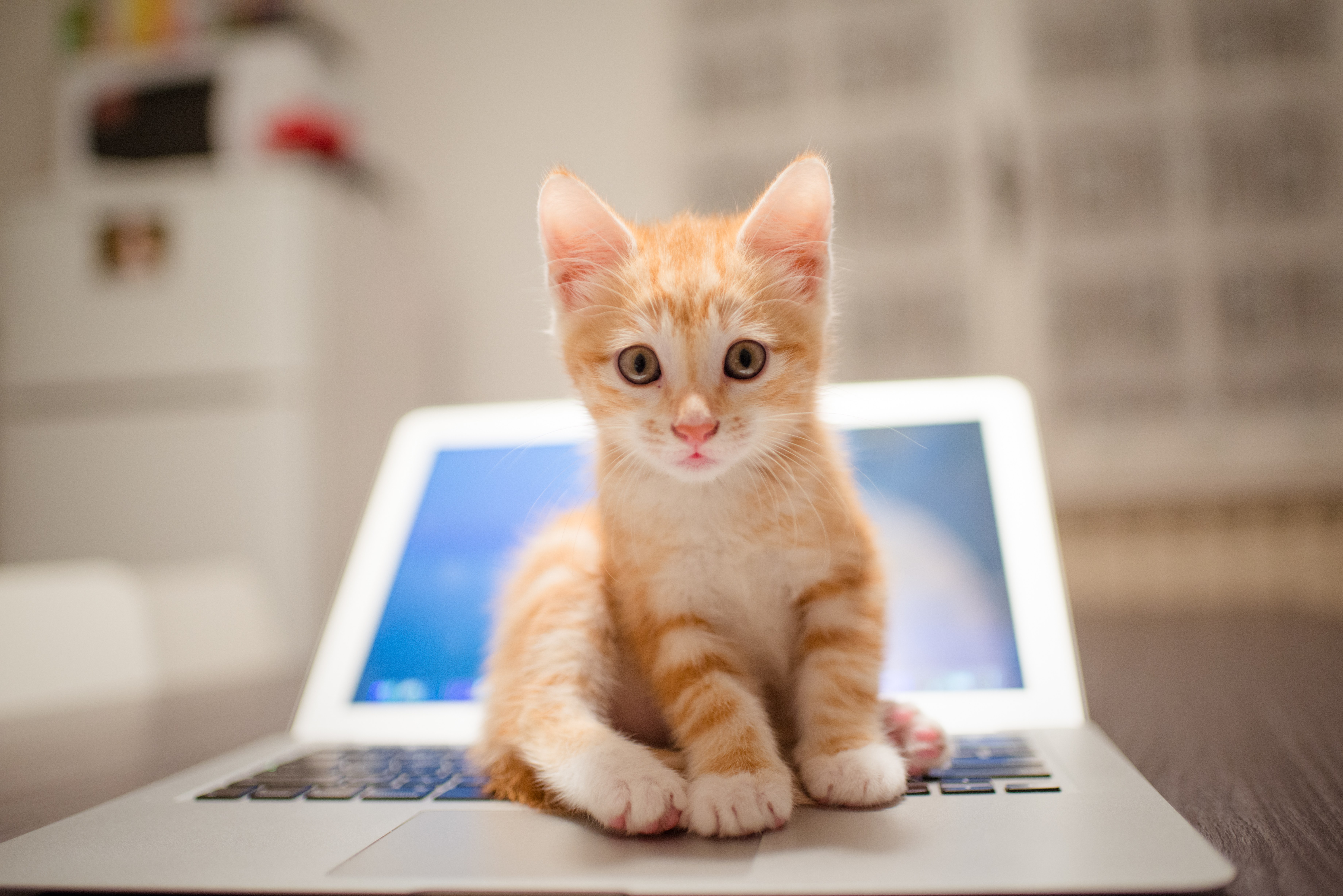 laptop, cats, animal, cat, baby animal, kitten