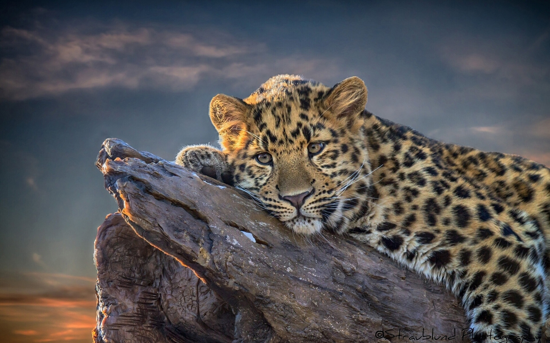 animals, leopards 8K