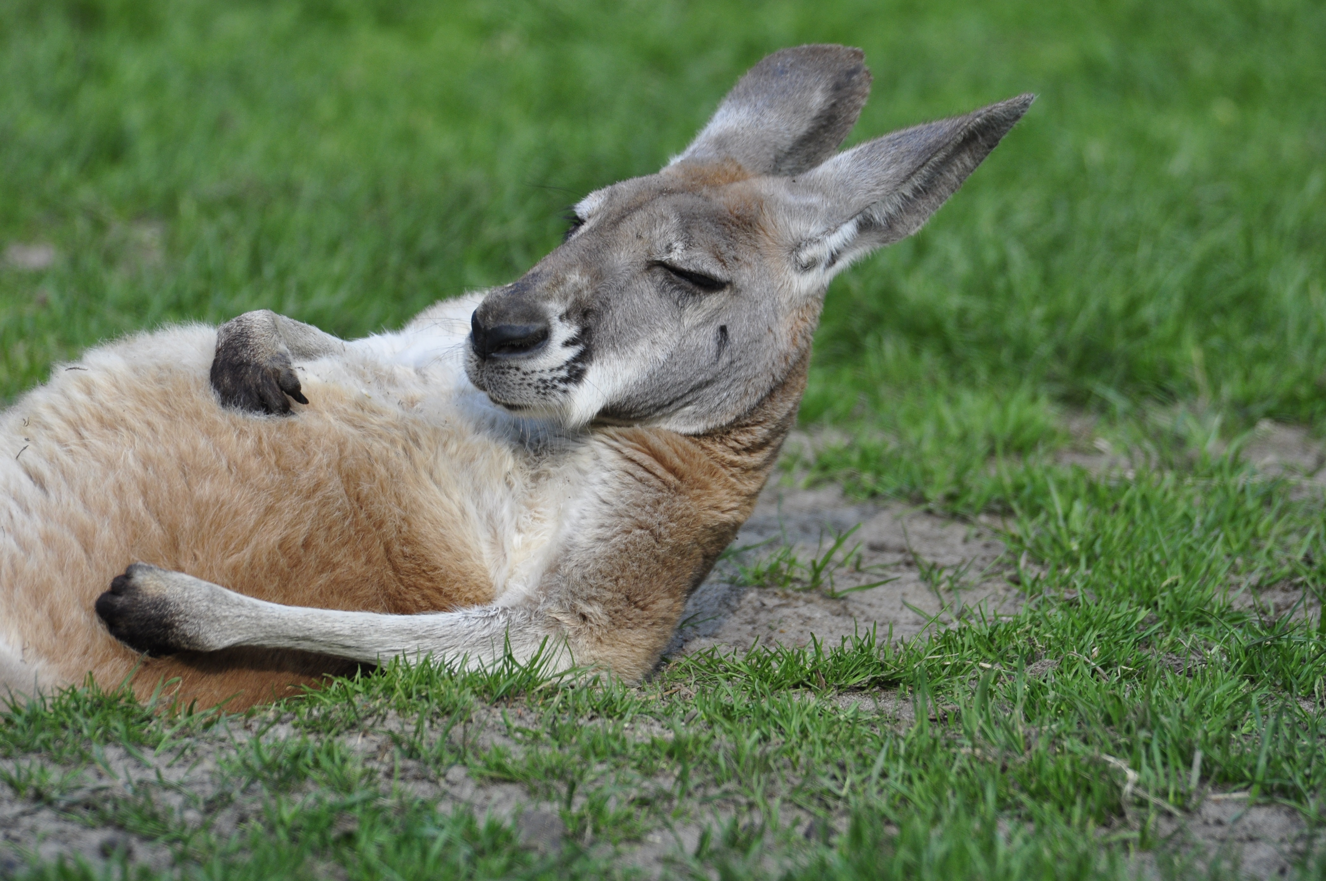 82443 Bild herunterladen tiere, kangaroo, lügen, liegt, cool - Hintergrundbilder und Bildschirmschoner kostenlos