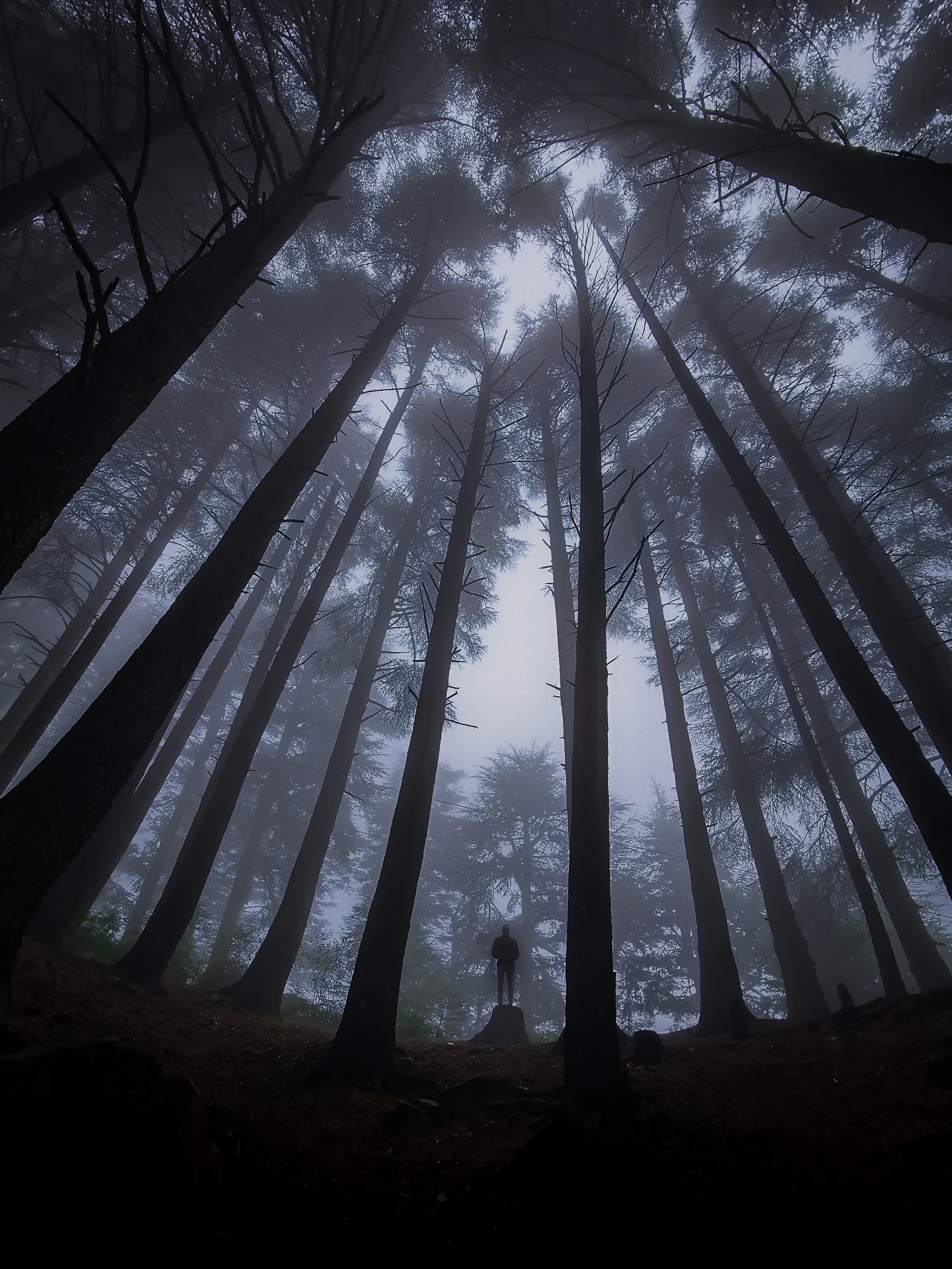 alone, lonely, miscellanea, miscellaneous, forest, fog, darkness, loneliness phone background