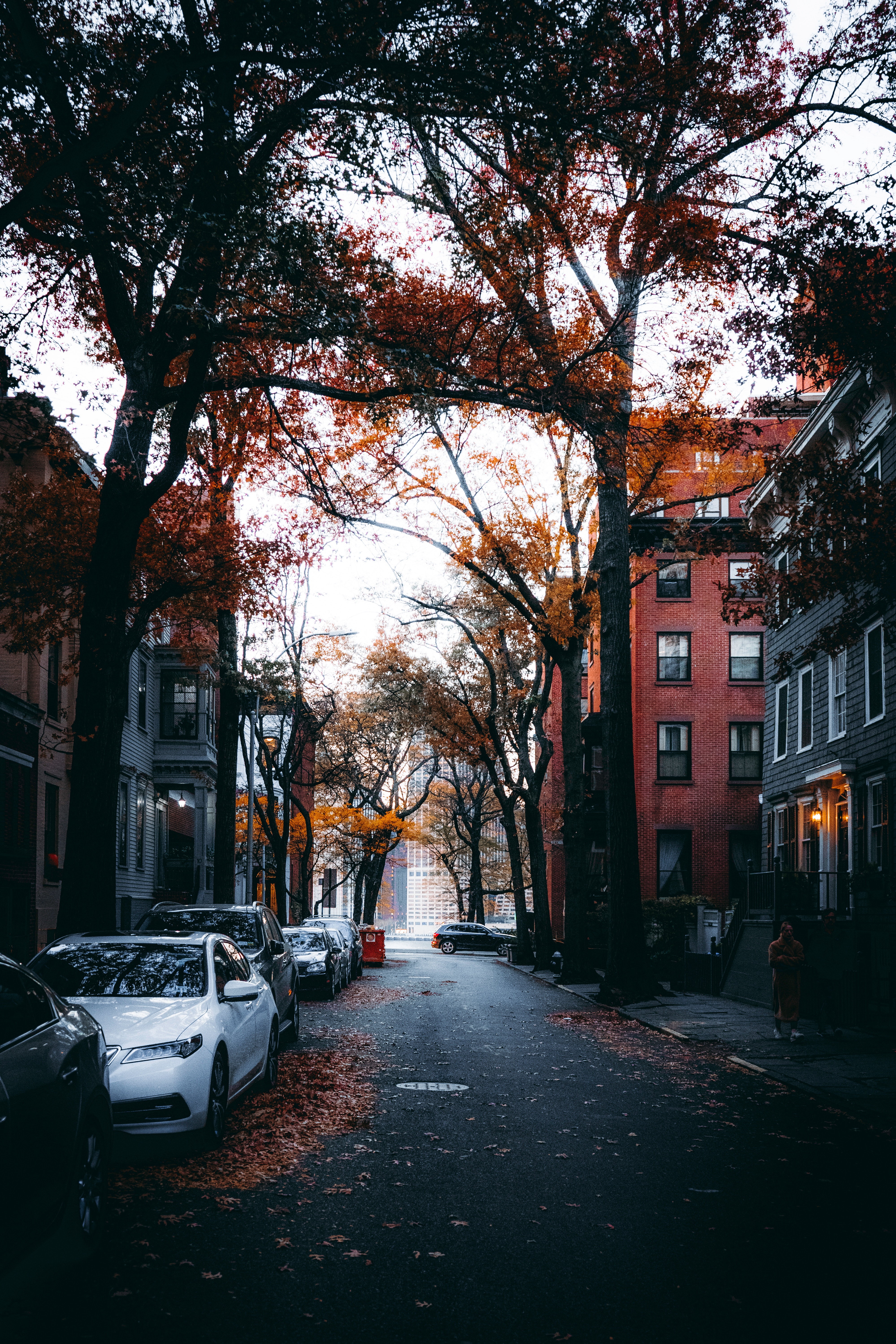 cities, city, cars, trees, autumn, street