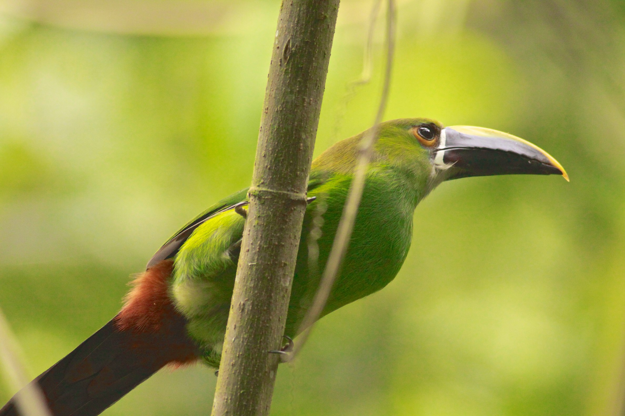 Toucanet