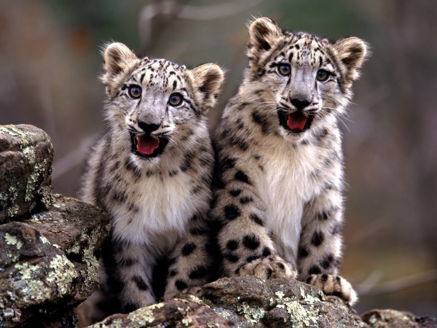 Mobile Wallpaper Leopards animals