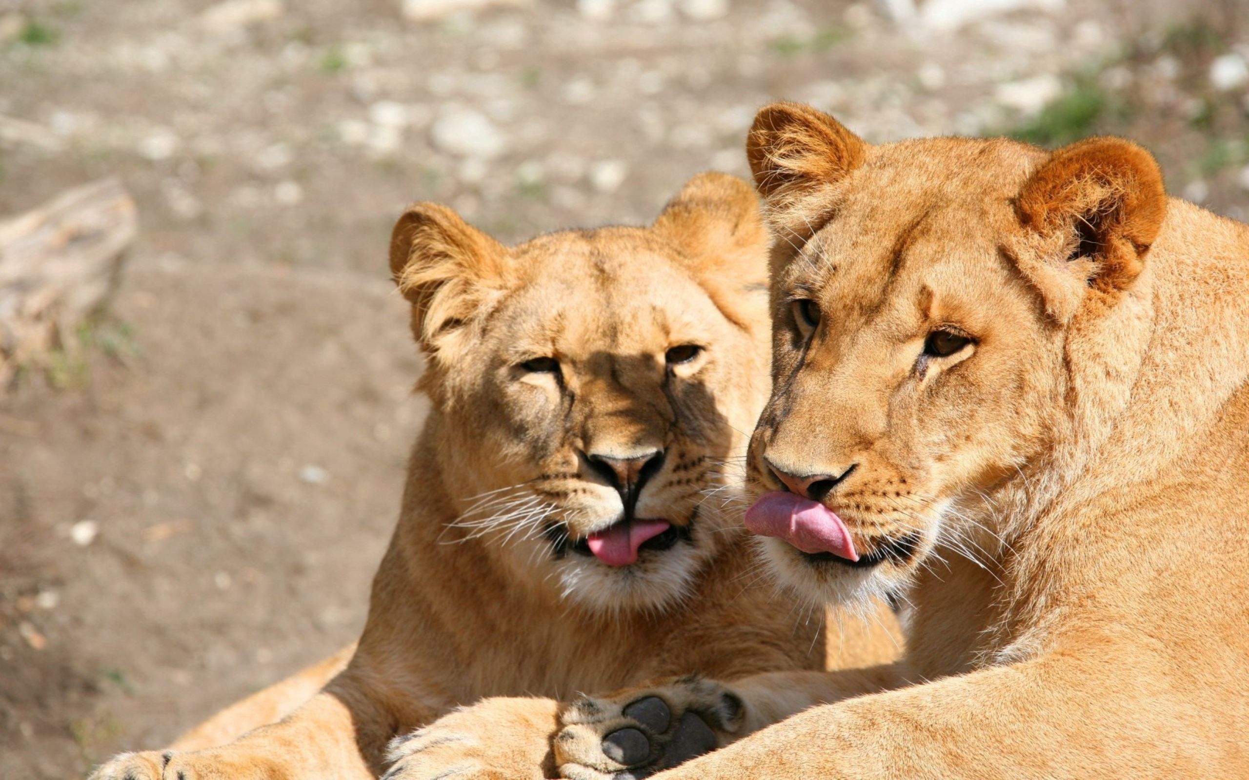 animals, lions, predators, couple, pair, muzzle, lick your lips, licking 4K Ultra