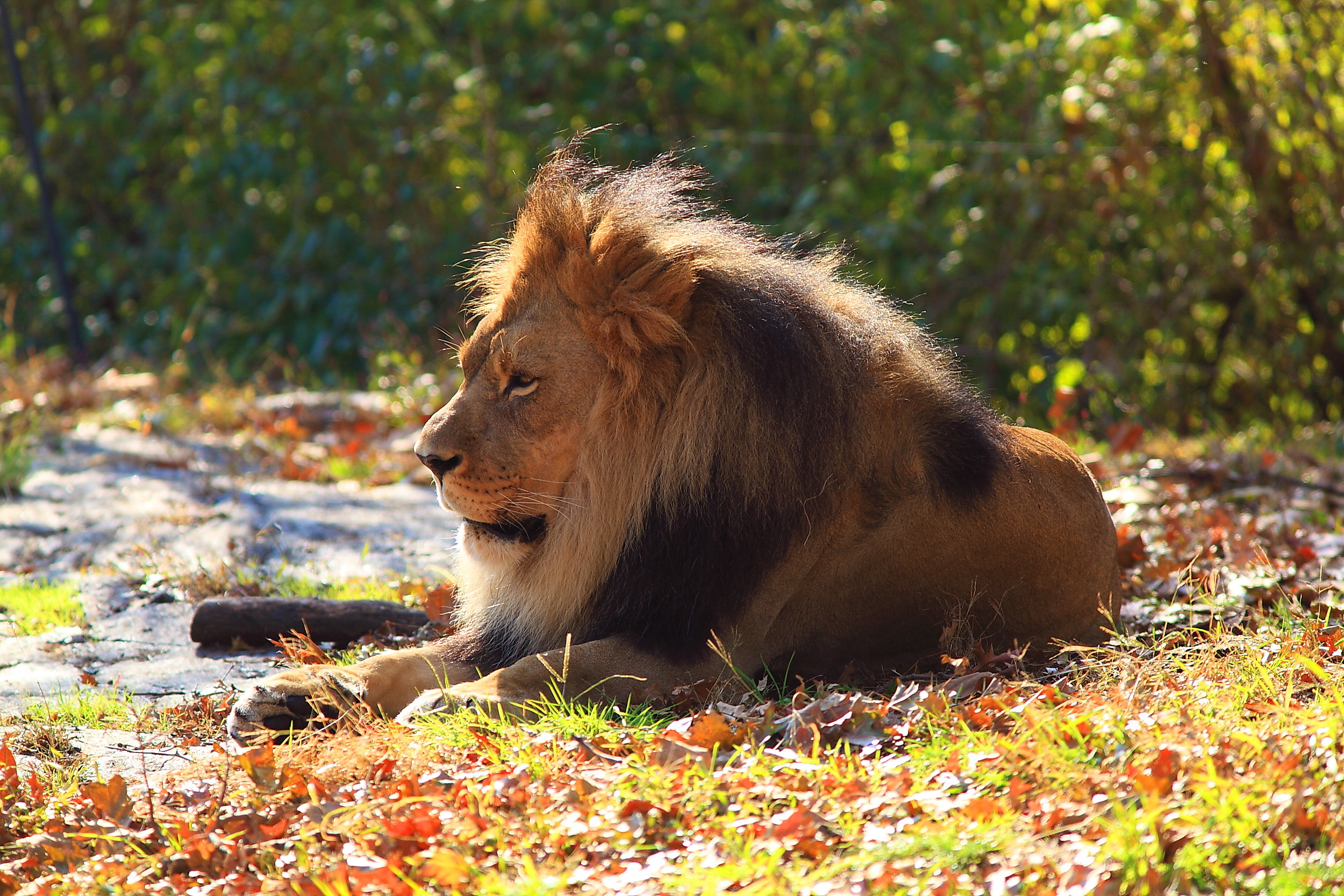 Laden Sie das Tiere, Herbst, Löwe, Ein Löwe, Raubtier, Predator, Laub-Bild kostenlos auf Ihren PC-Desktop herunter