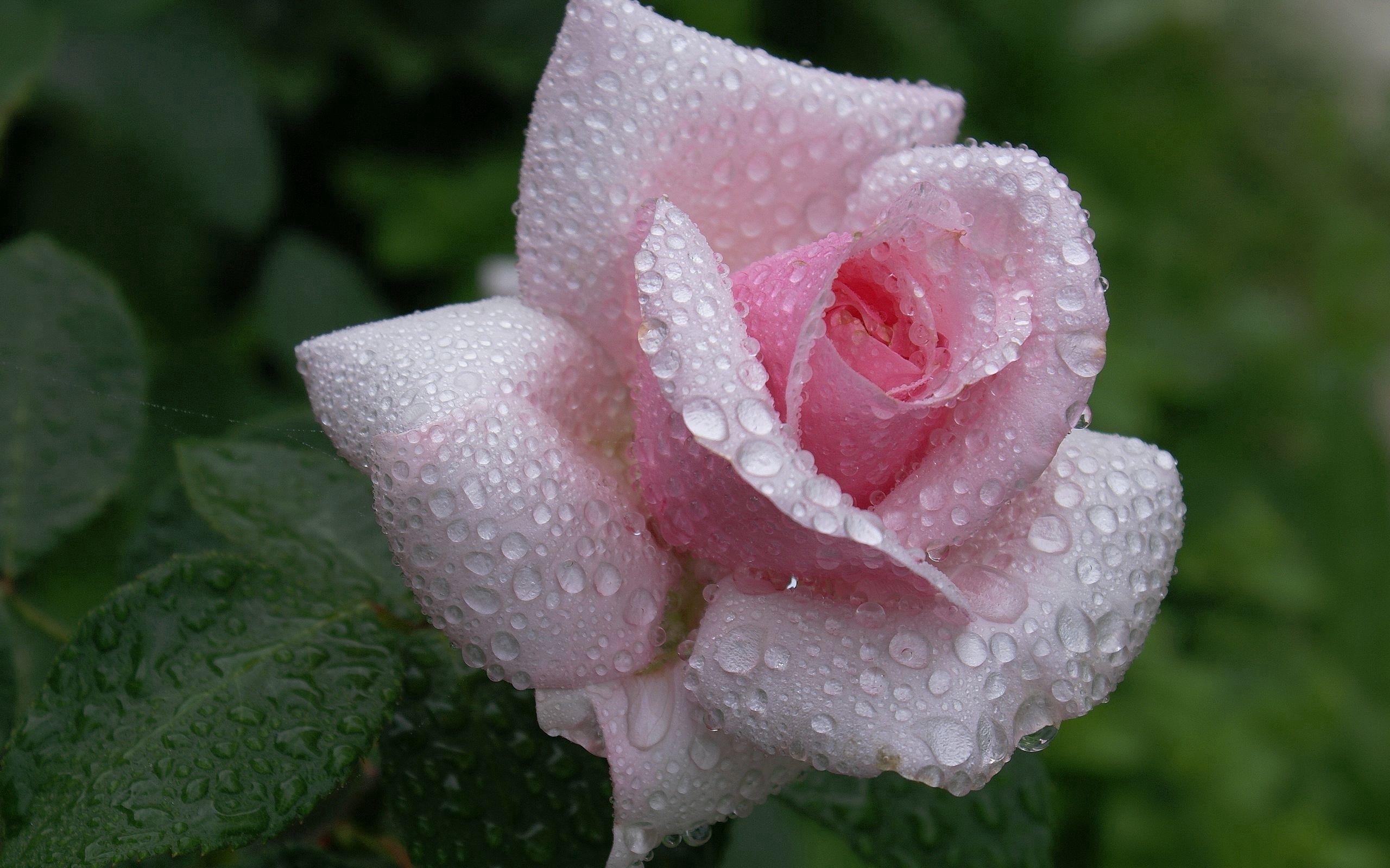 flowers, leaves, rain, drops, flower, rose flower, rose, bud, handsomely, it's beautiful