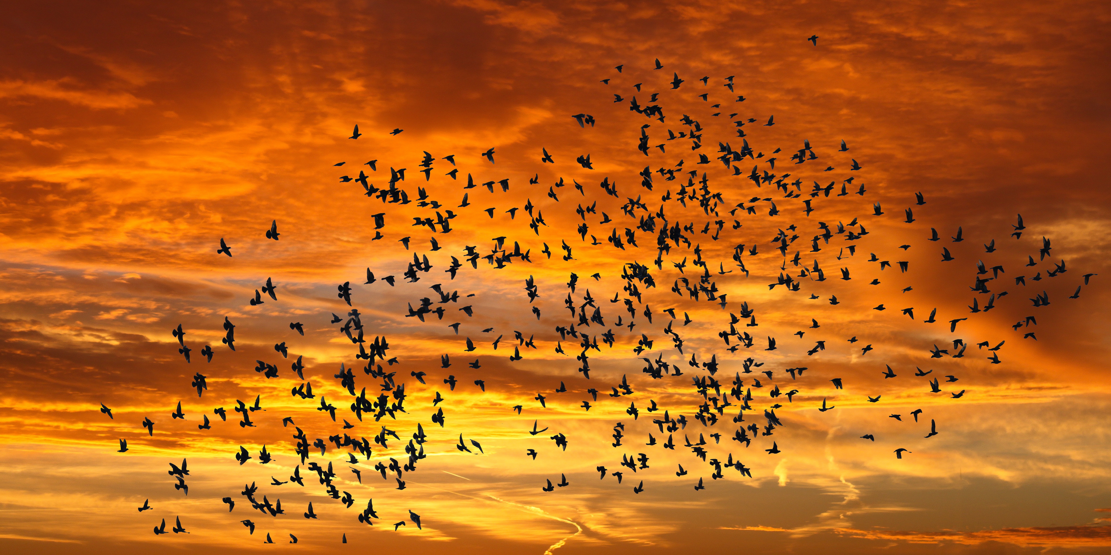 silhouettes, sunset, birds, nature, sky, clouds, flight for android