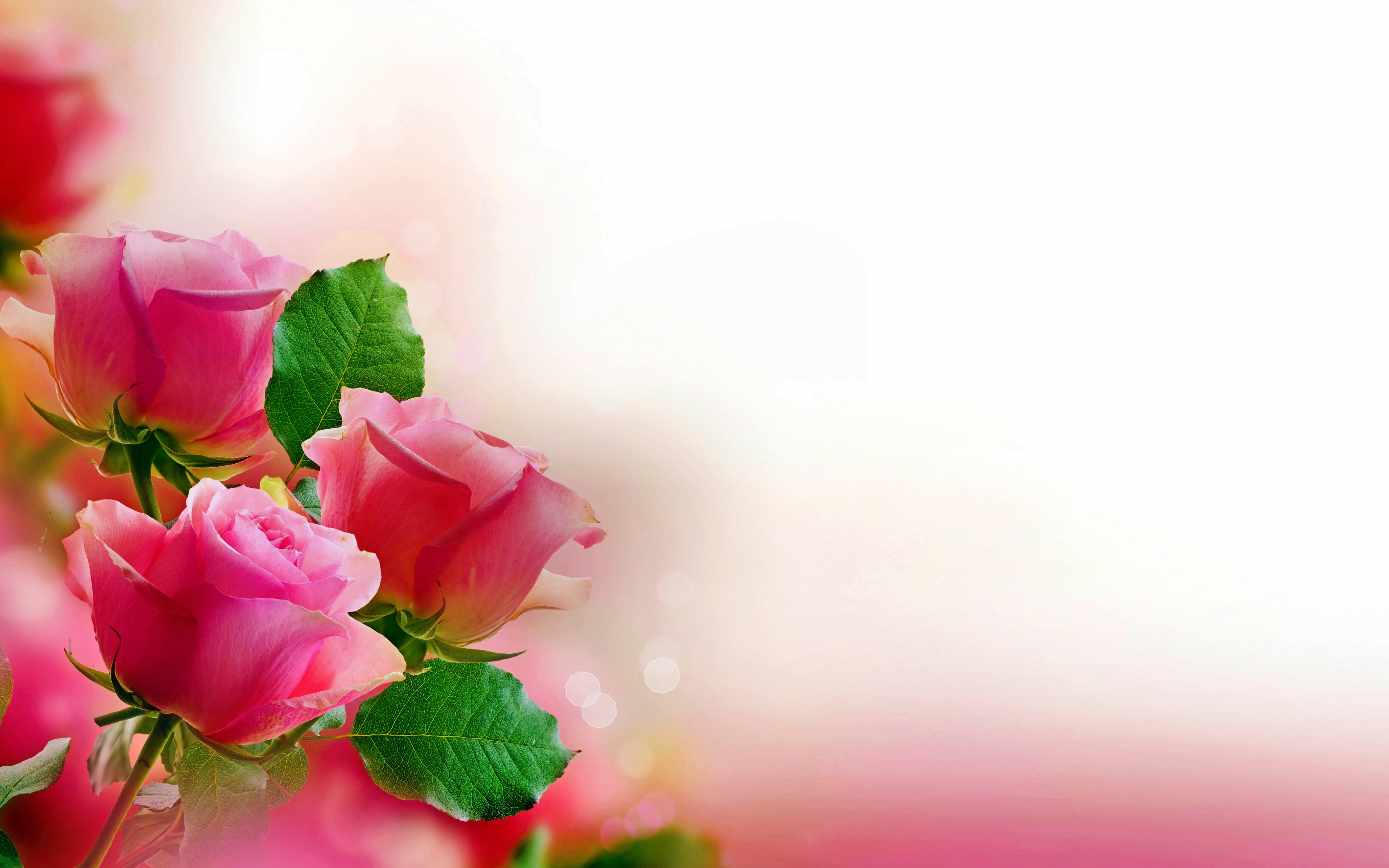 351025 Salvapantallas y fondos de pantalla Rosa en tu teléfono. Descarga imágenes de pastel, rosa rosada, tierra/naturaleza, flor gratis